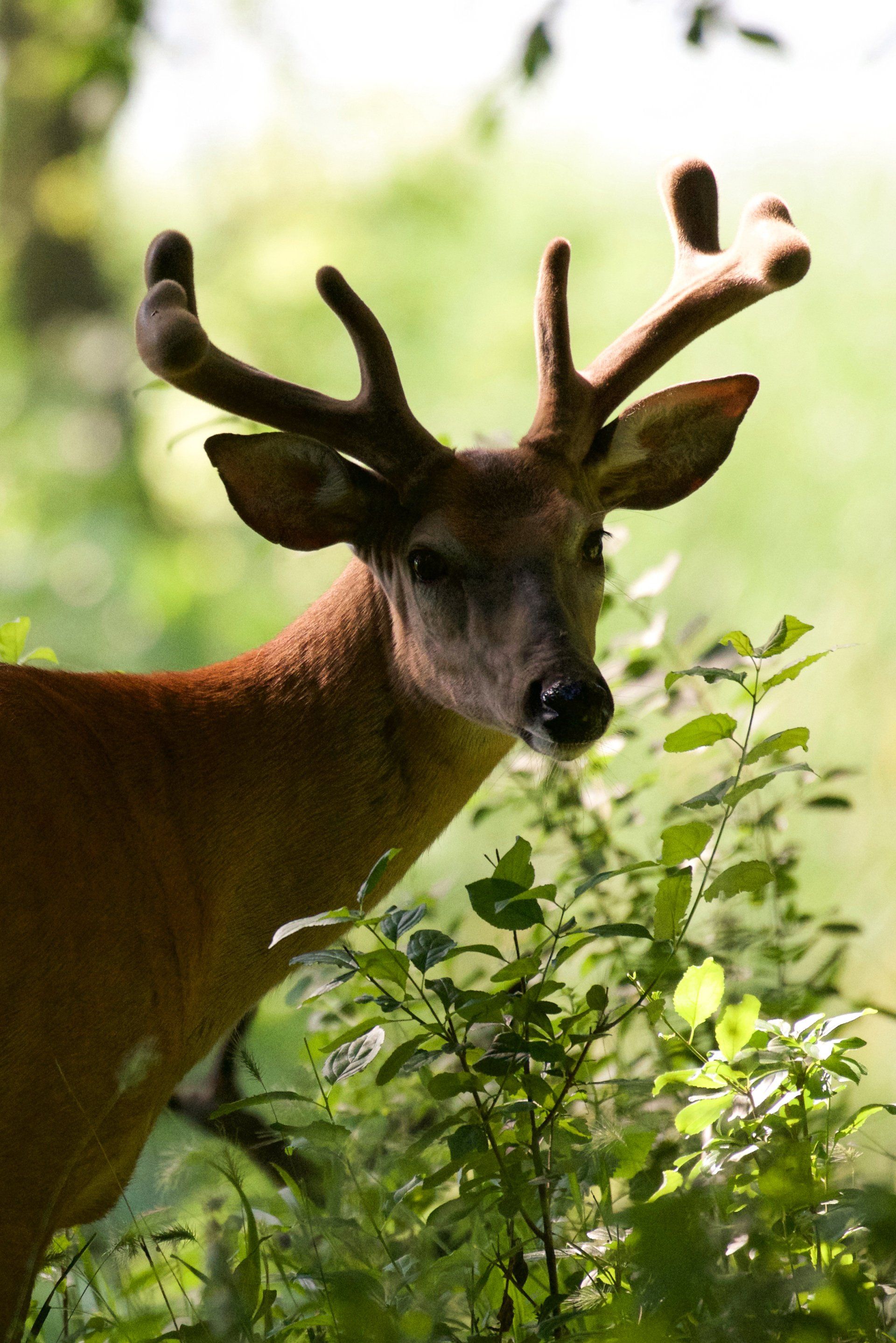 A close up of a deer standing in the woods