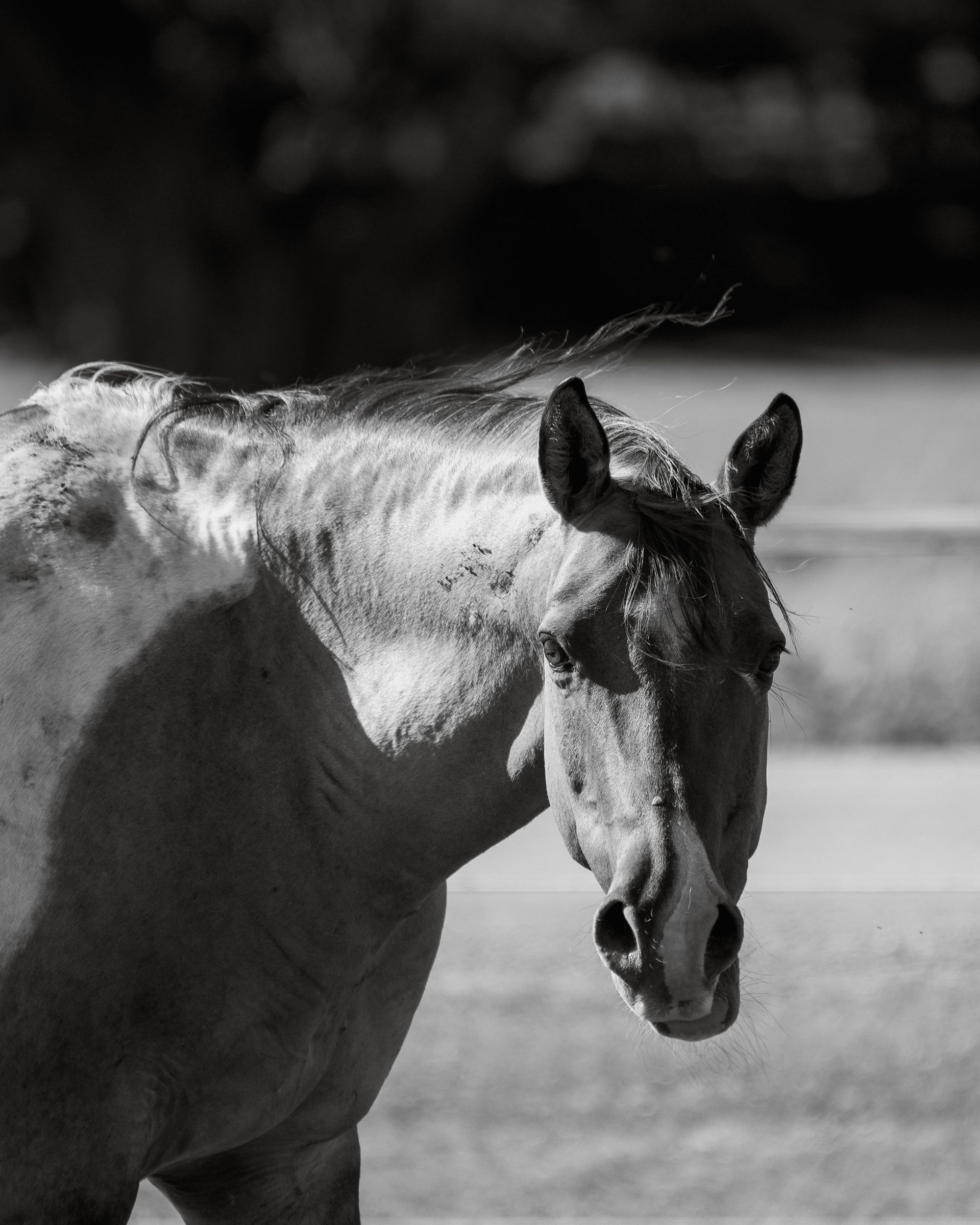 A black and white photo of a horse standing in a field