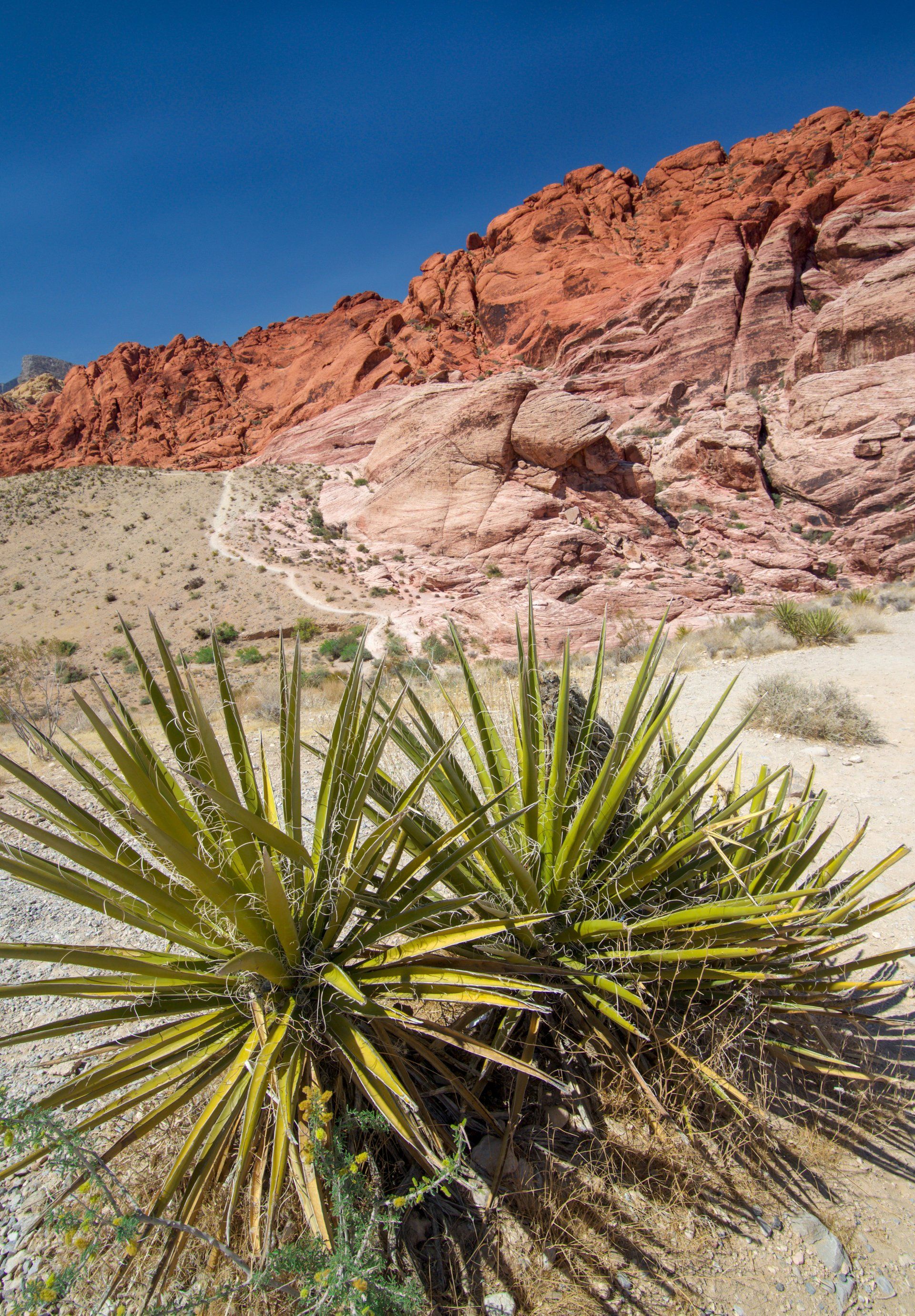 A plant in the desert with a mountain in the background
