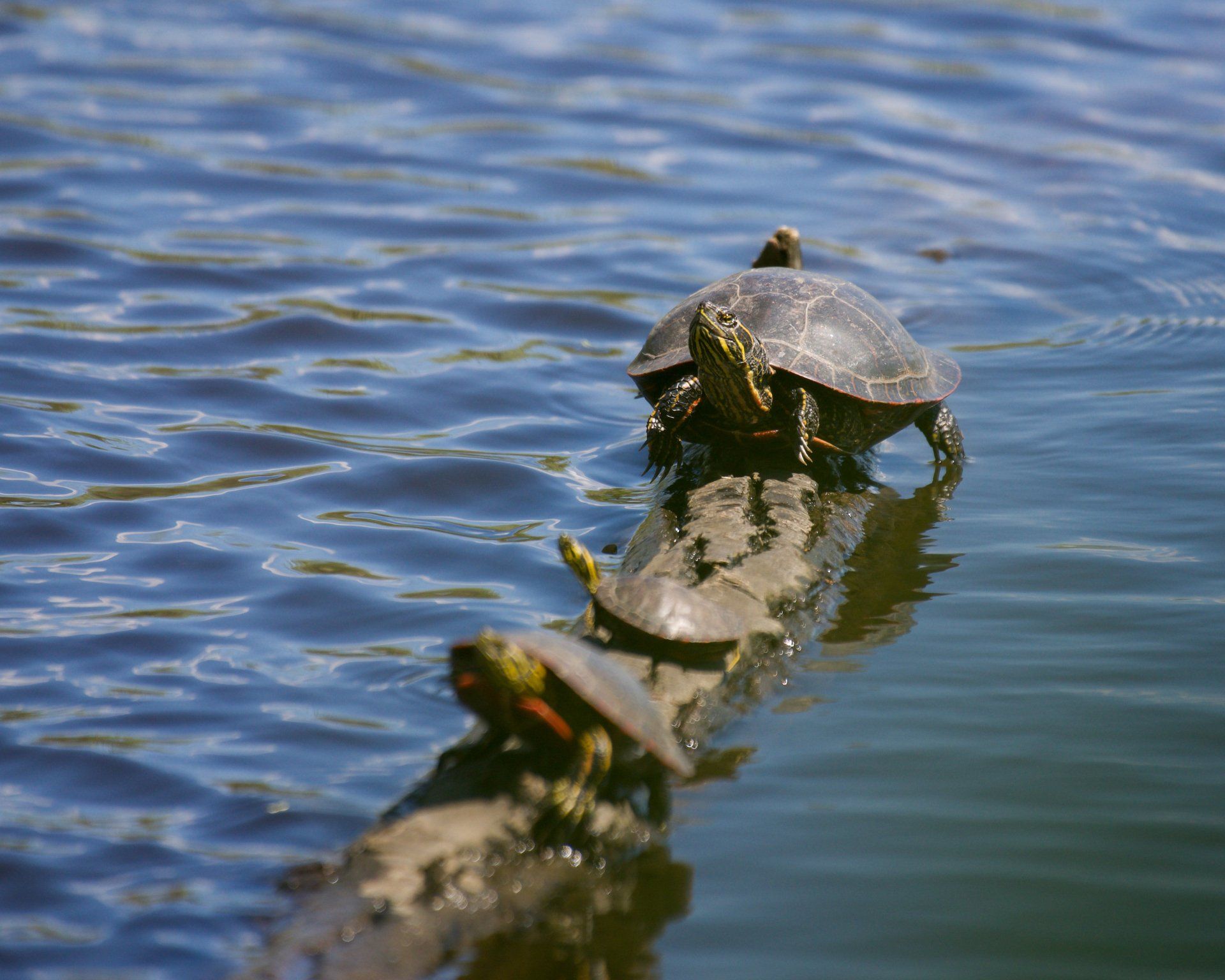 Two turtles are sitting on a log in the water