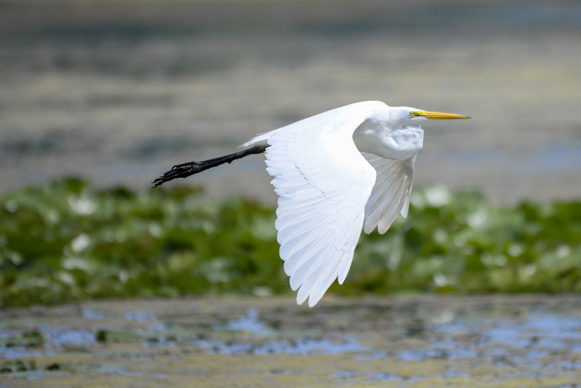 A white bird with a yellow beak is flying over a body of water.