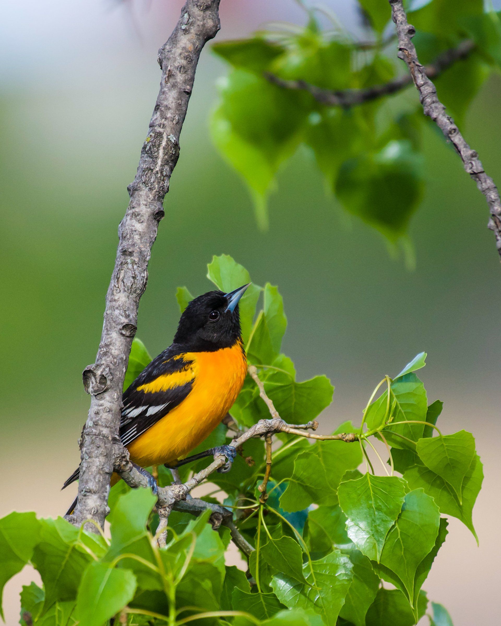 A black and orange bird perched on a tree branch