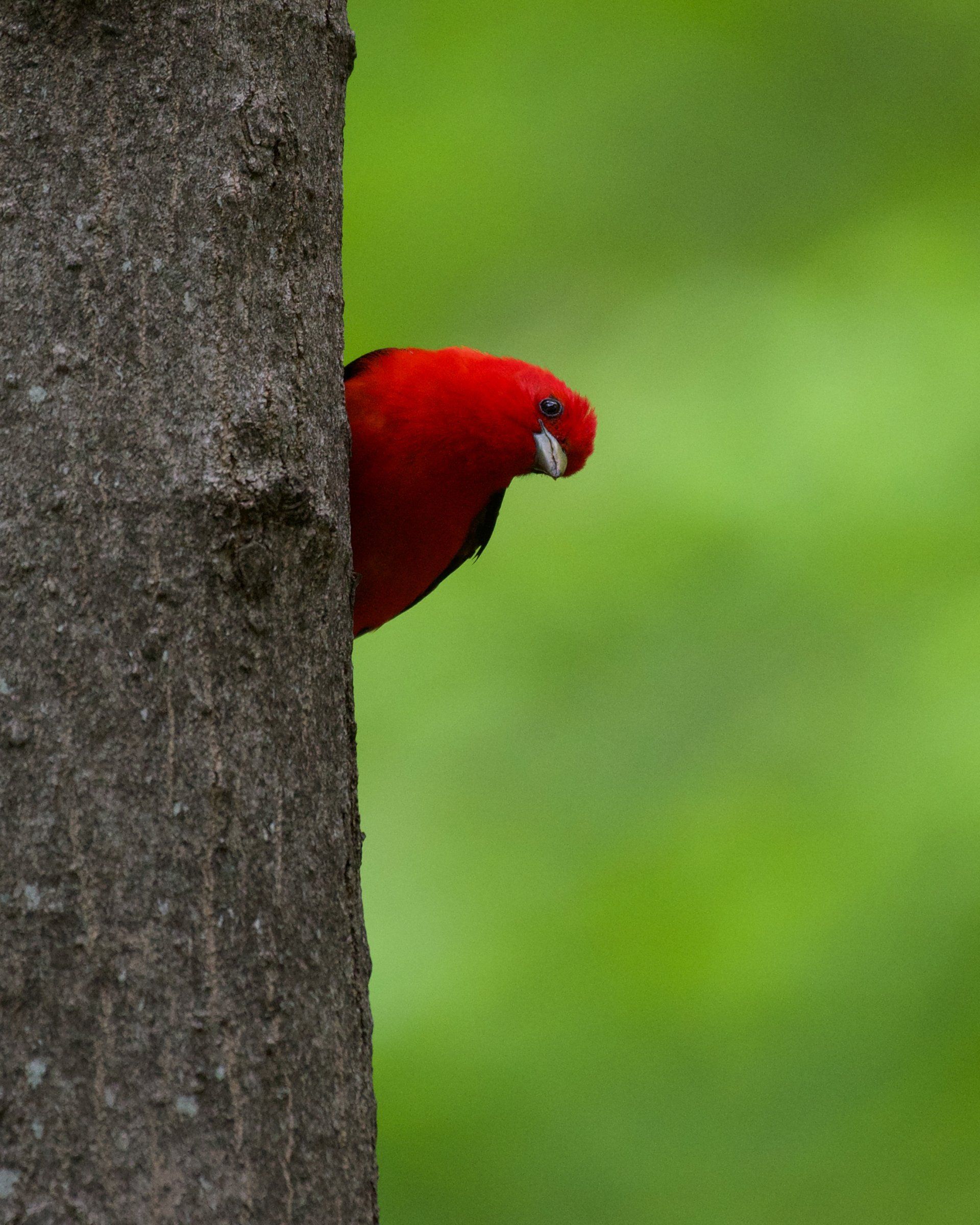 A red bird is perched on a tree trunk
