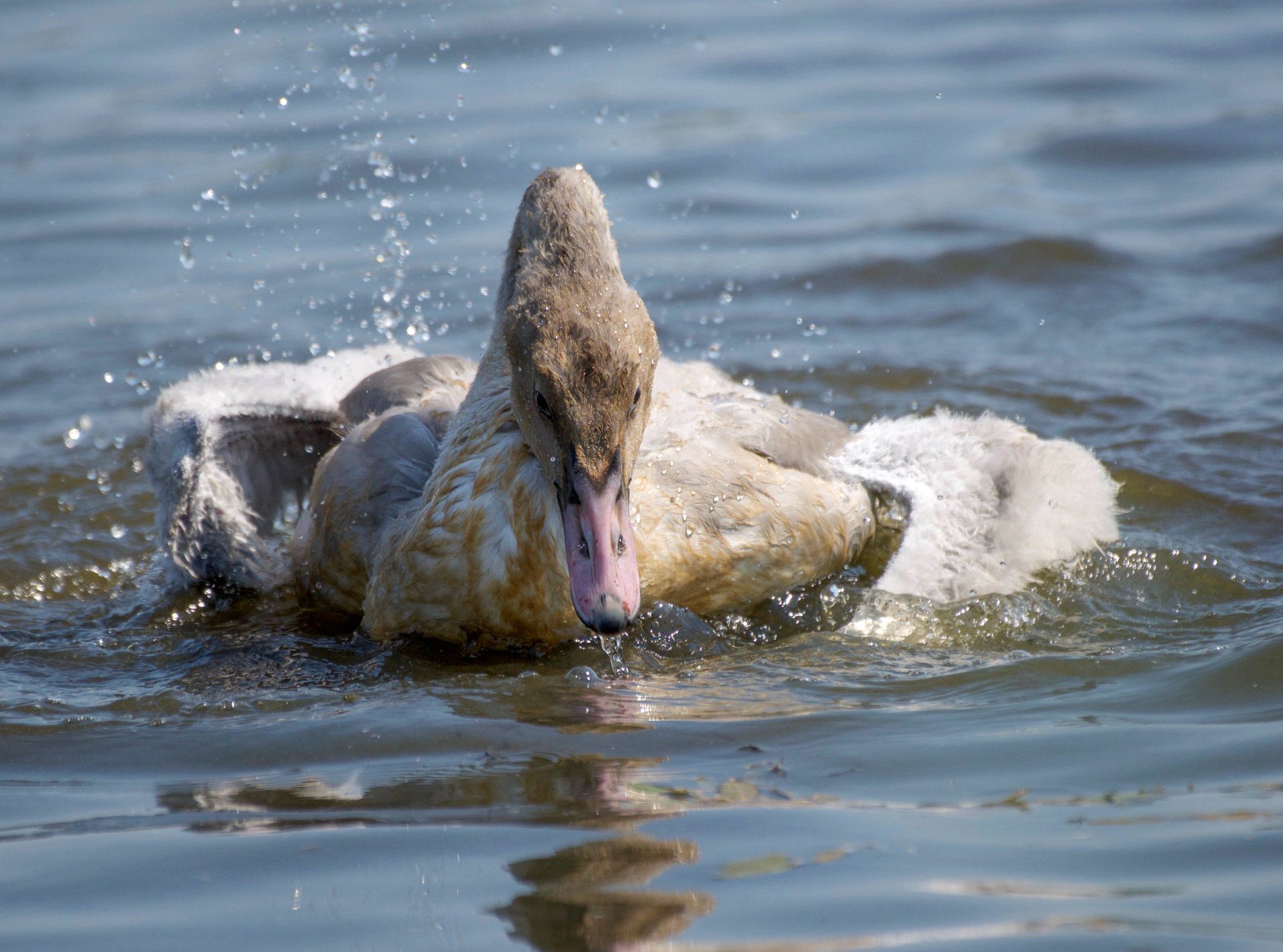 A baby swan is splashing in the water