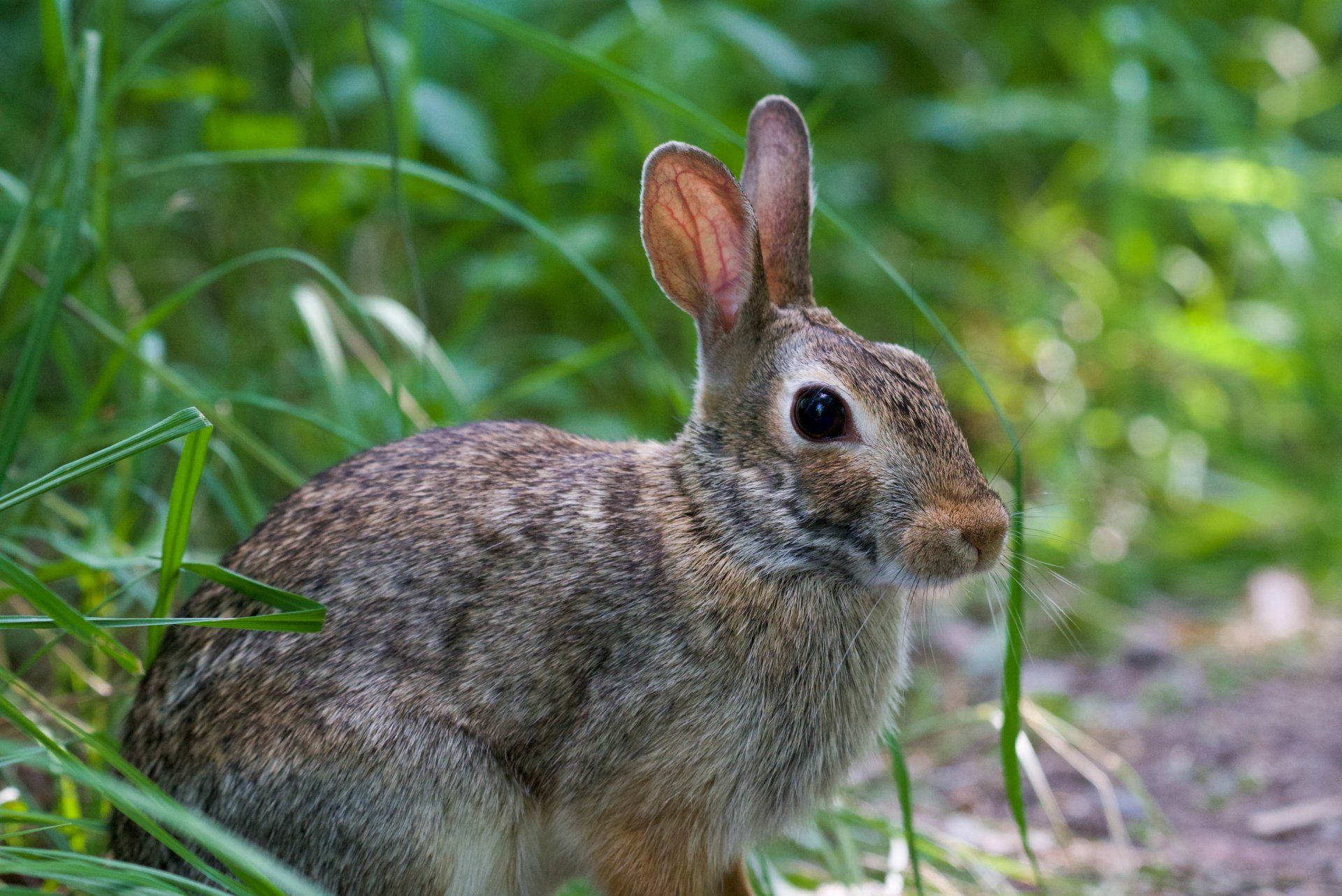 A small rabbit is sitting in the grass and looking at the camera