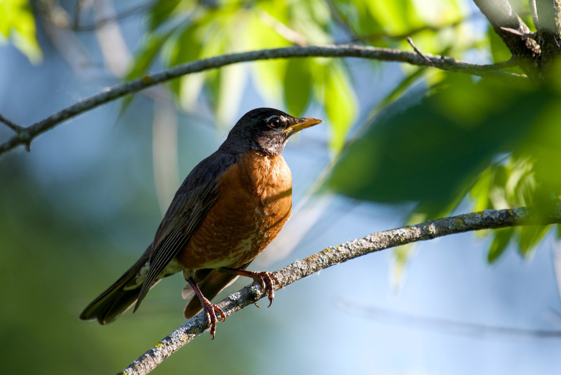 A brown and black bird perched on a tree branch