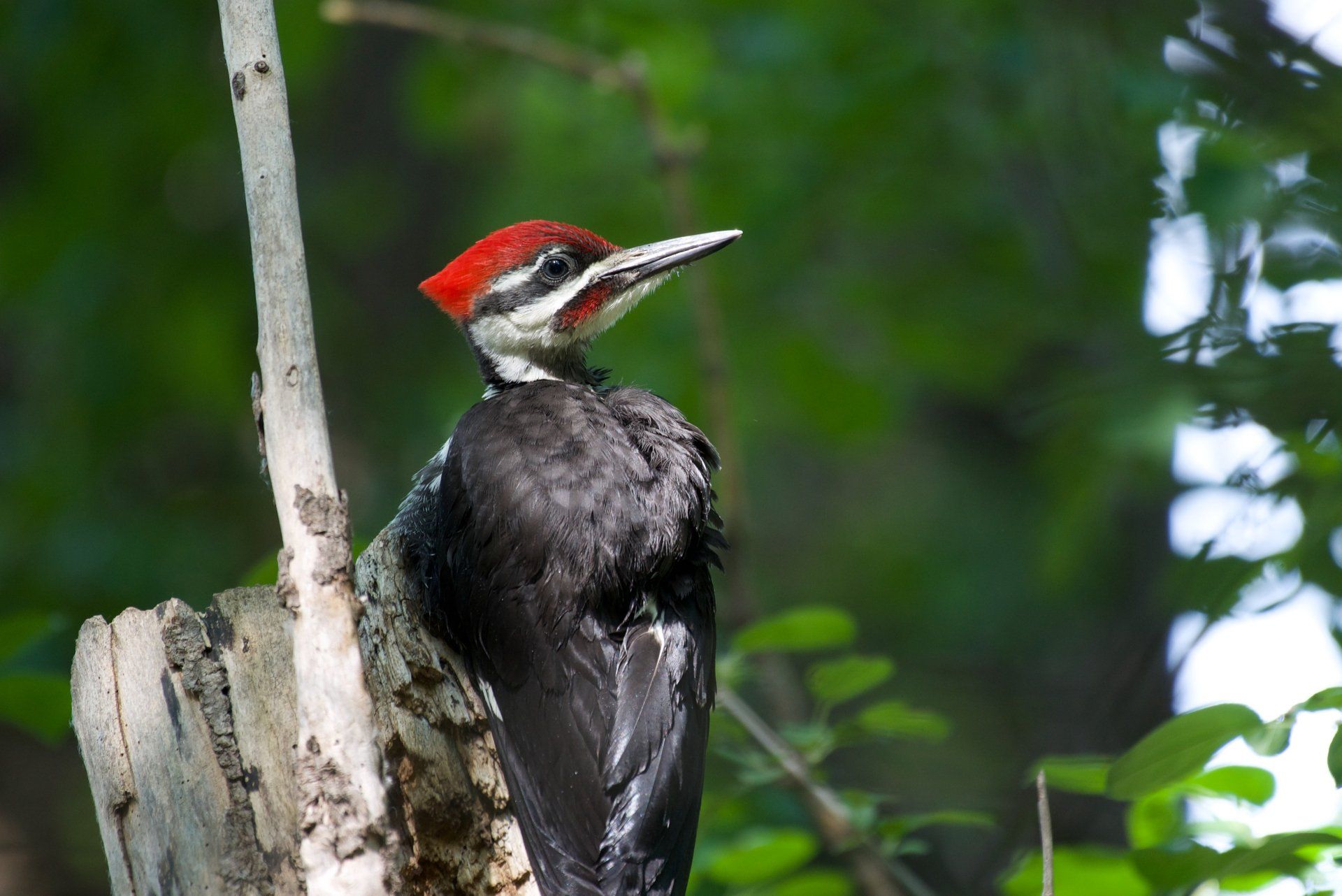 A black and red woodpecker perched on a tree branch