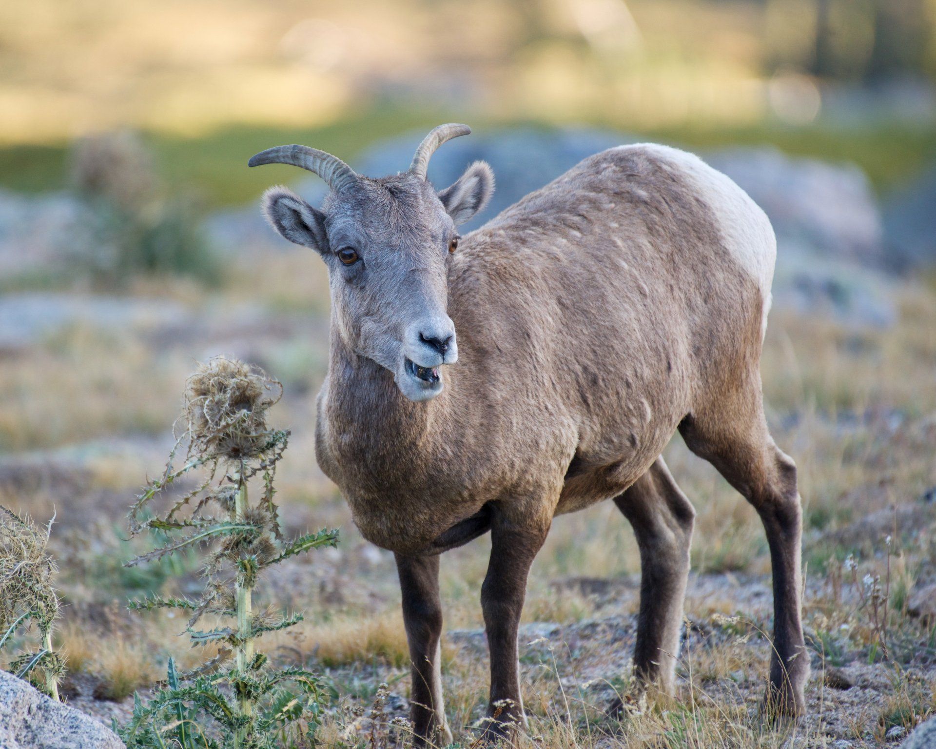 A bighorn sheep standing in a field looking at the camera
