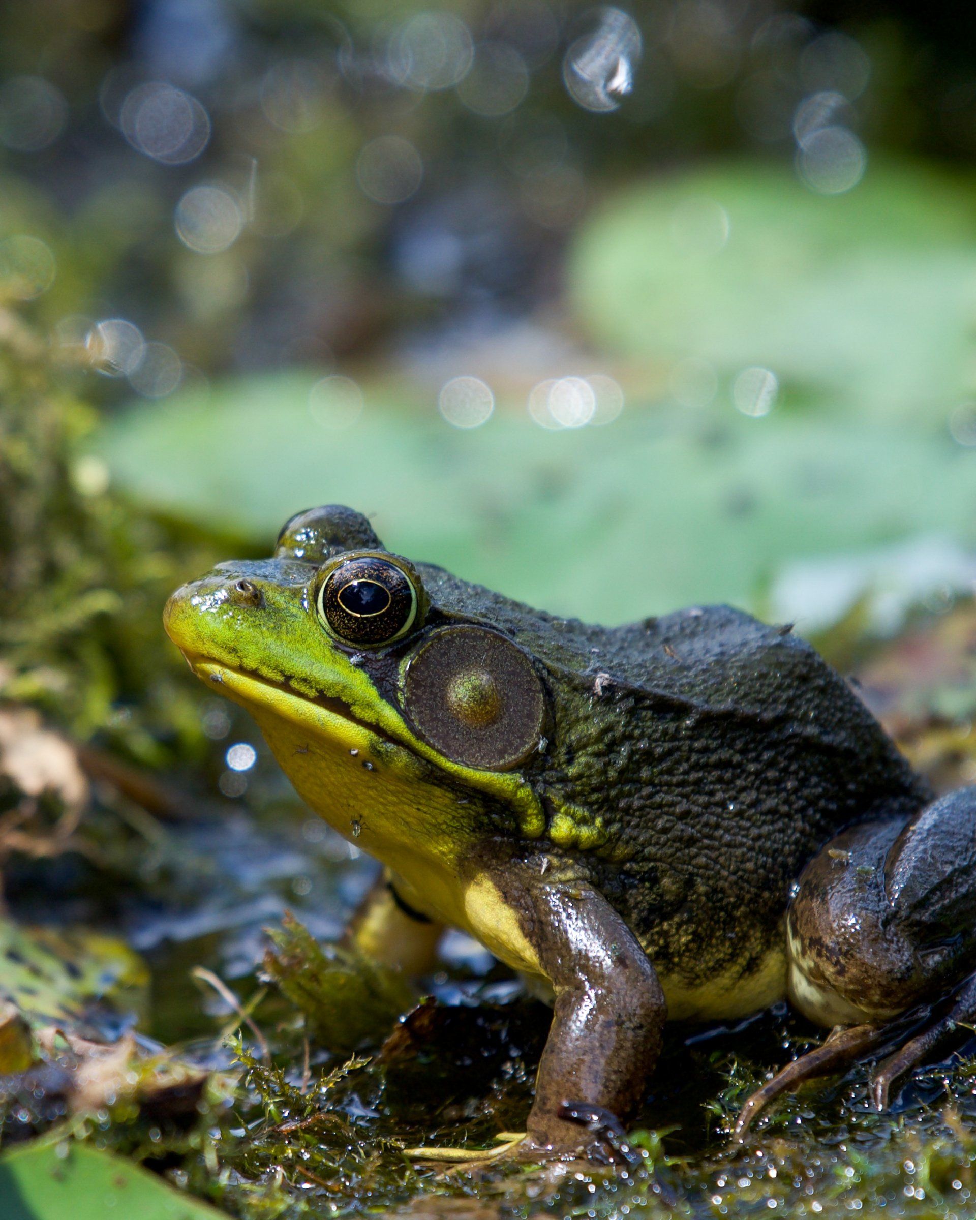 A close up of a frog in the water