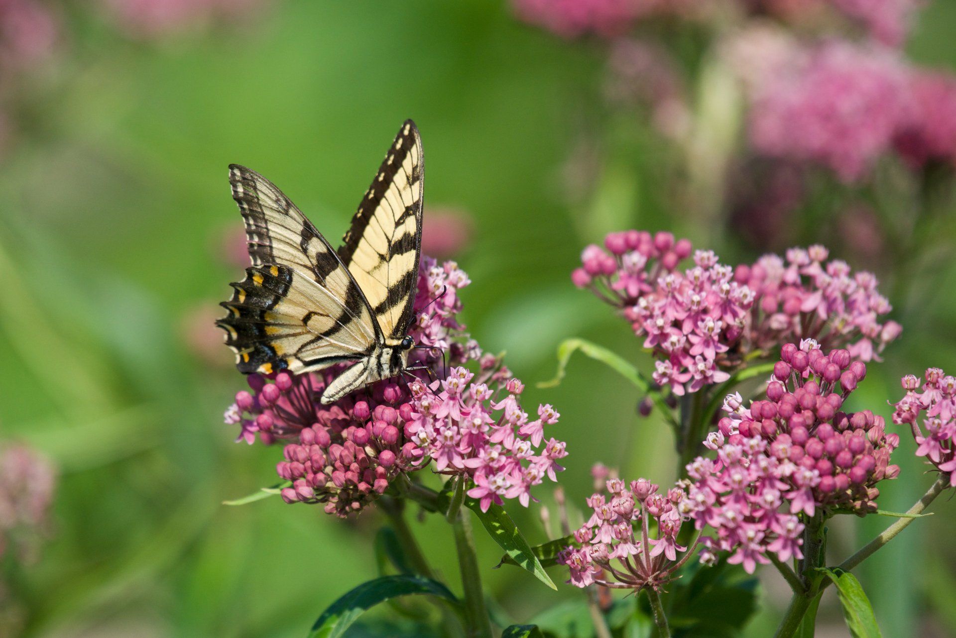 A butterfly is perched on a pink flower