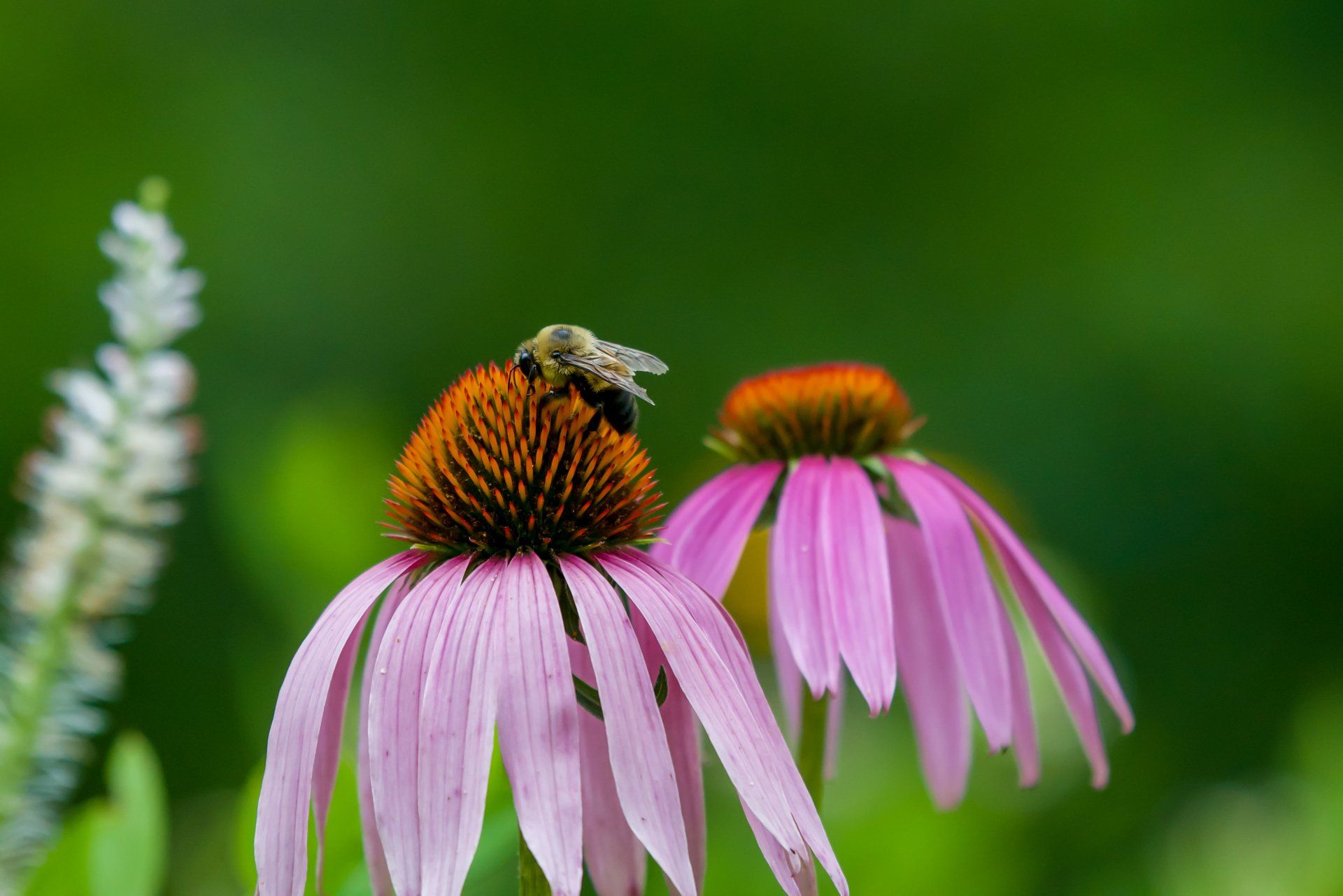 A bee is sitting on top of a pink flower