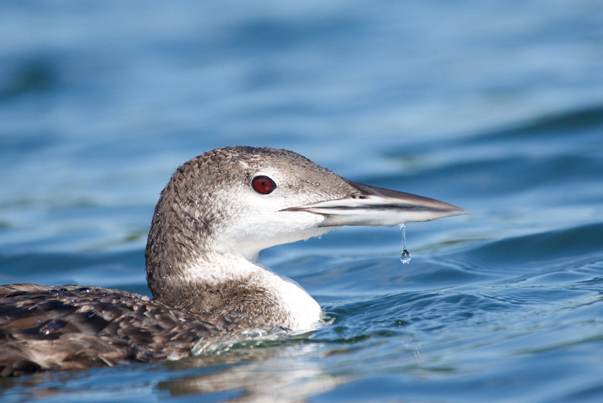 A duck with a drop of water coming out of its beak