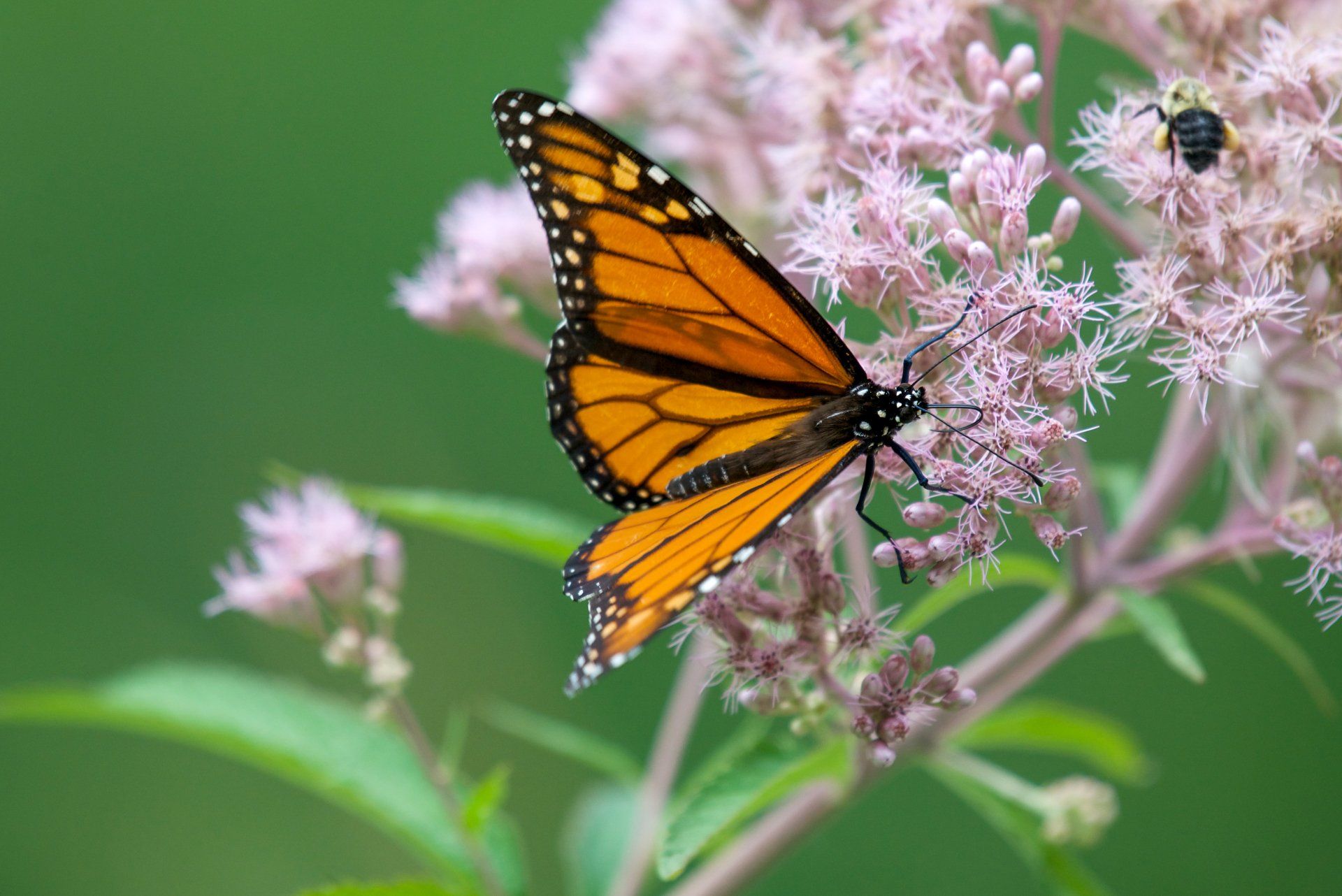 A butterfly is perched on a pink flower