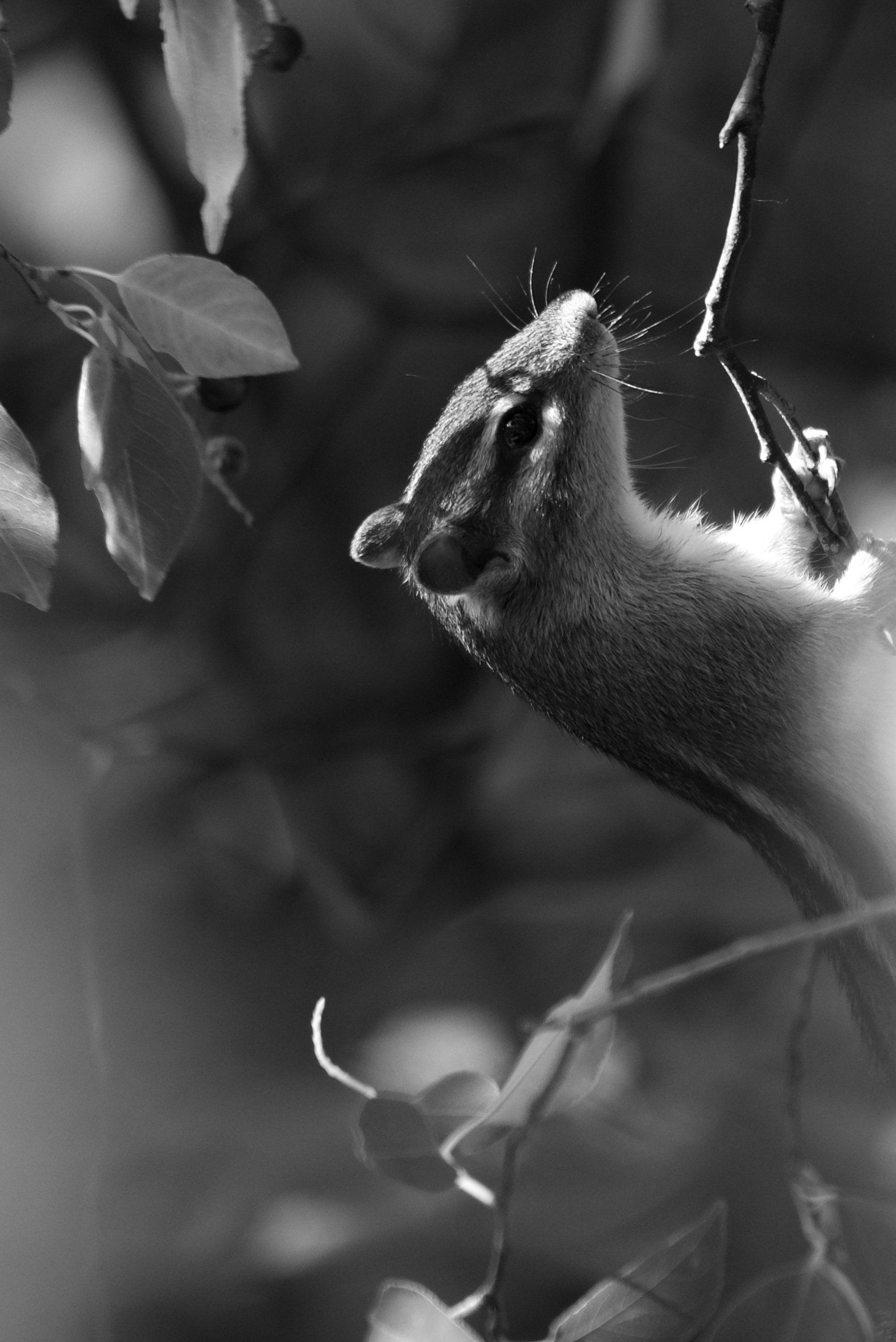 A black and white photo of a chipmunk on a tree branch