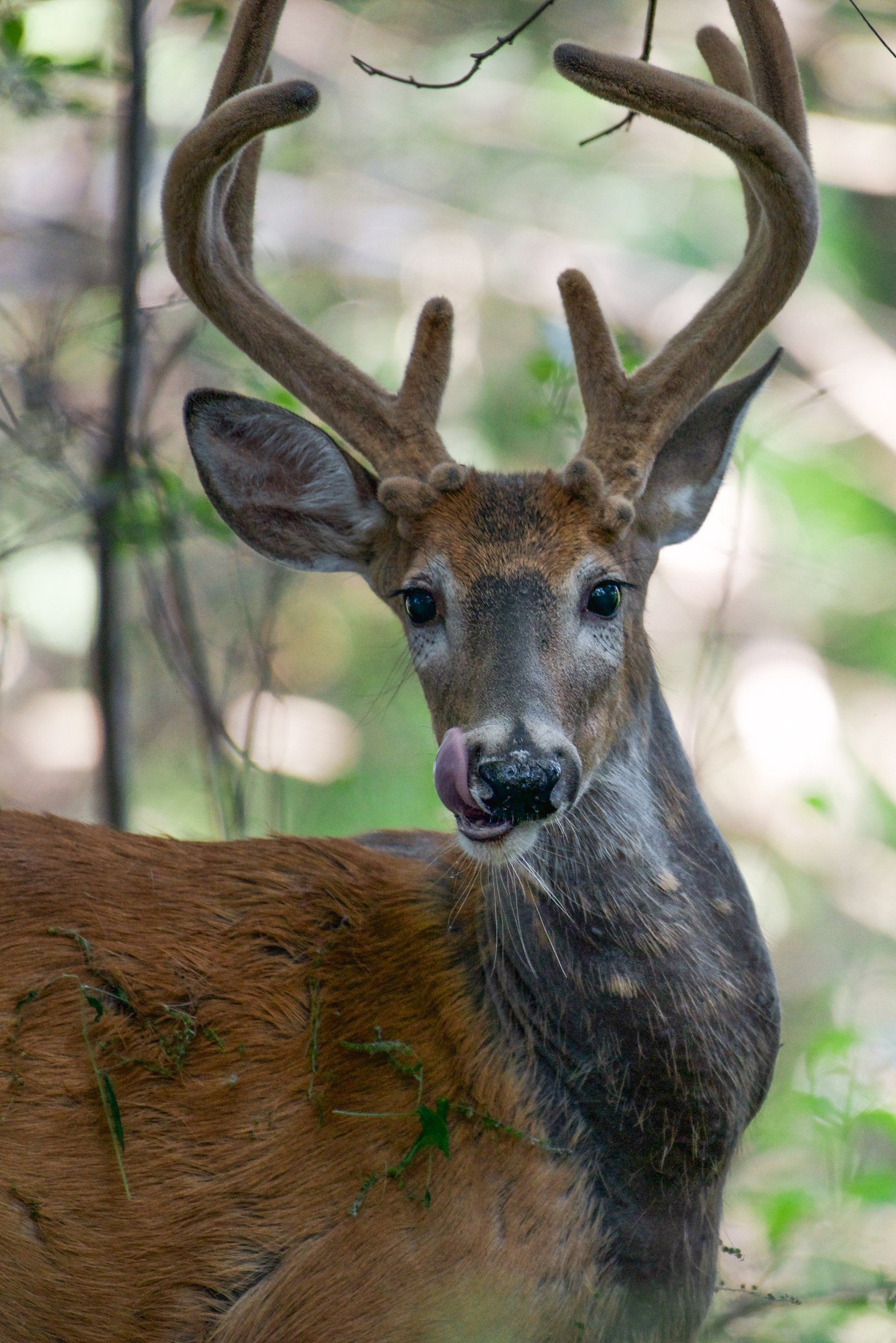 A close up of a deer with its tongue out.