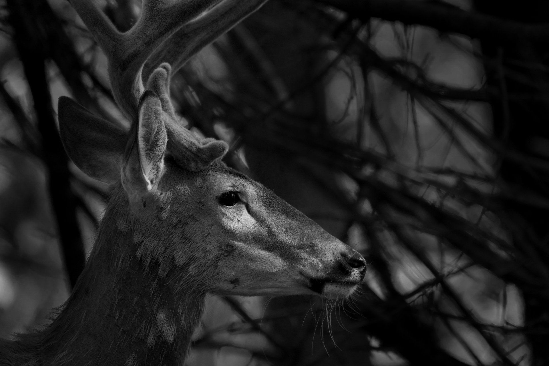 A black and white photo of a deer standing in a tree.