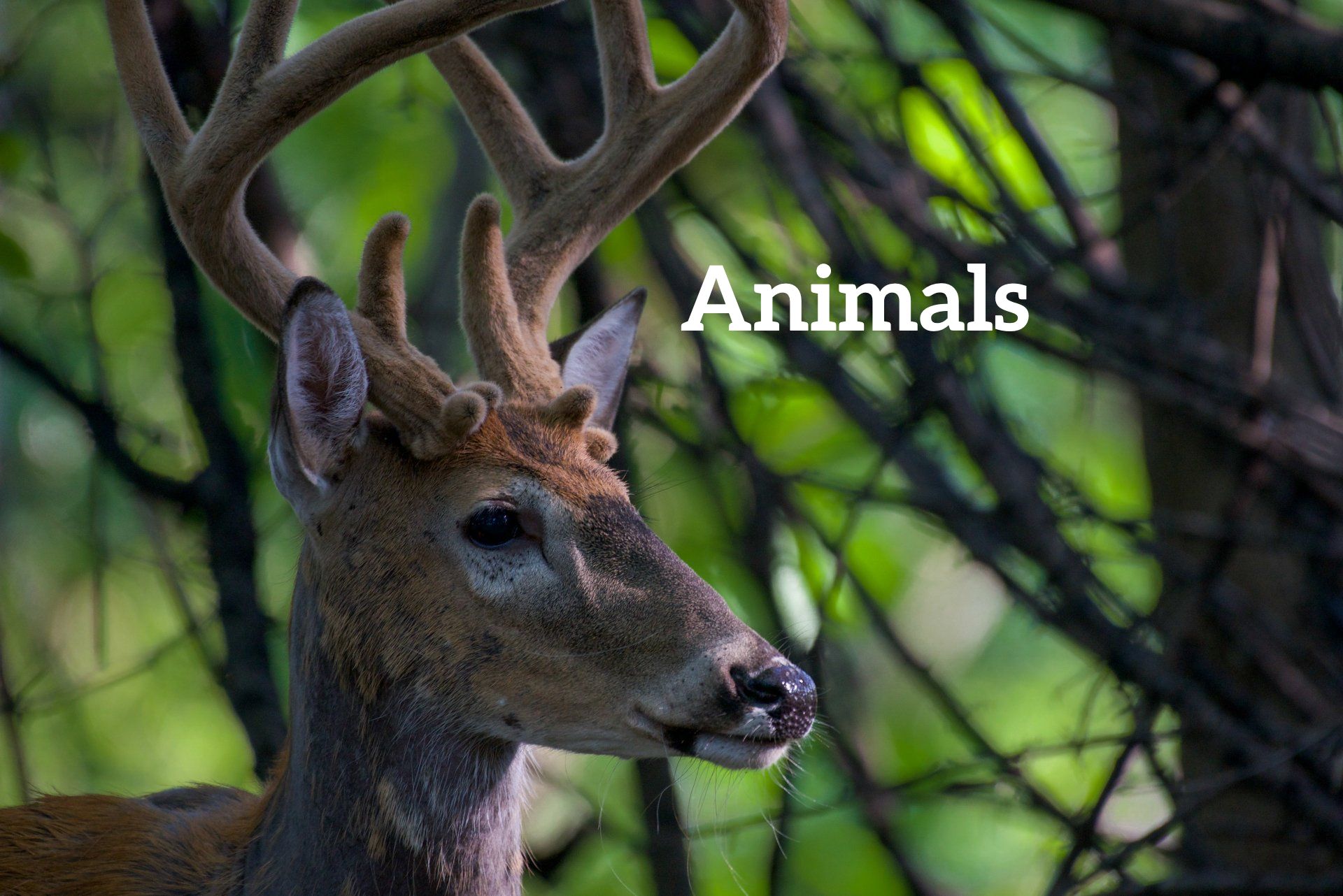 A close up of a deer with the word animals above it