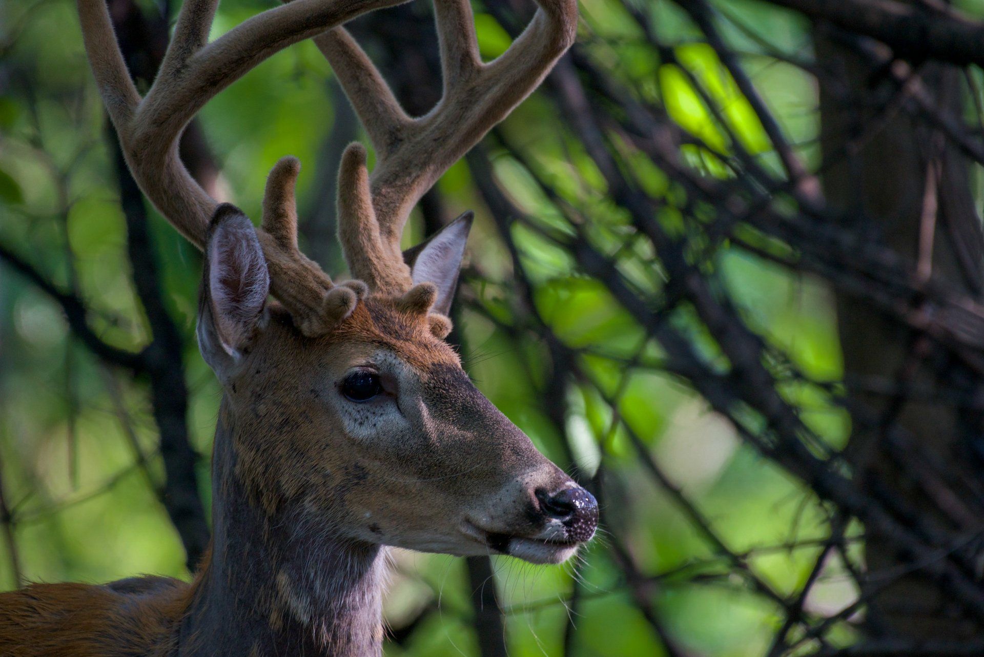 A close up of a deer in the woods