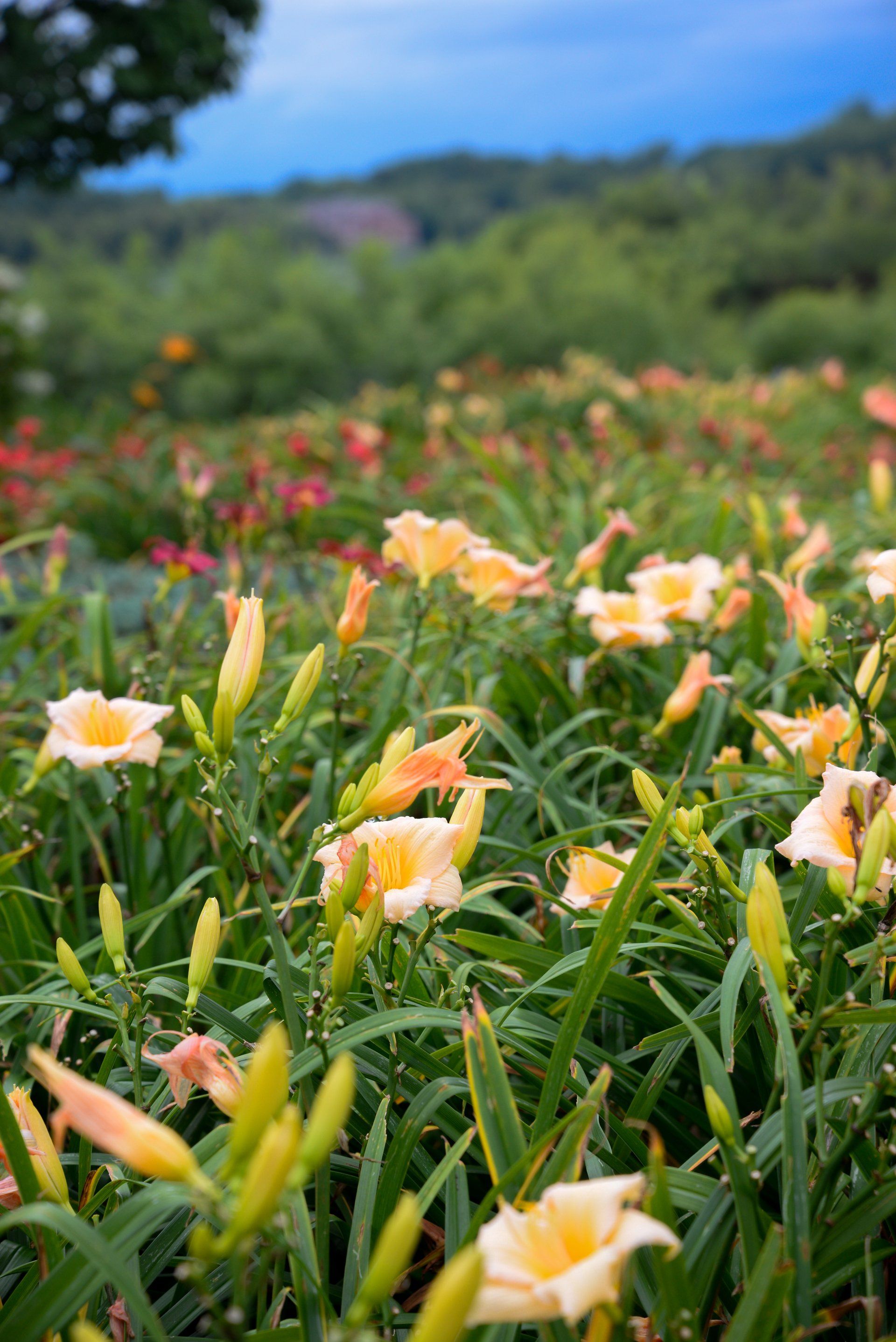 A field of flowers with a blue sky in the background