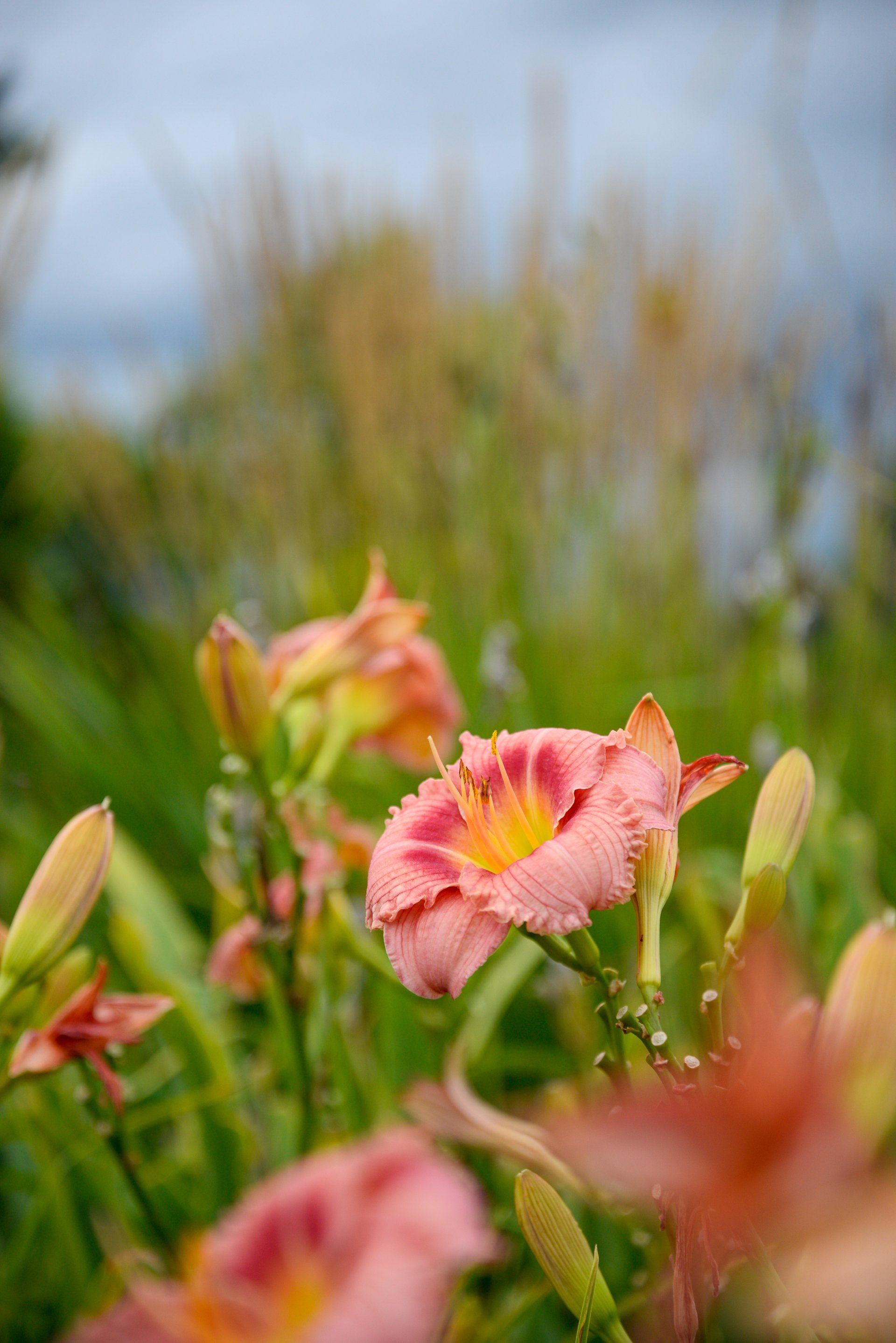 A close up of a pink flower with a yellow center