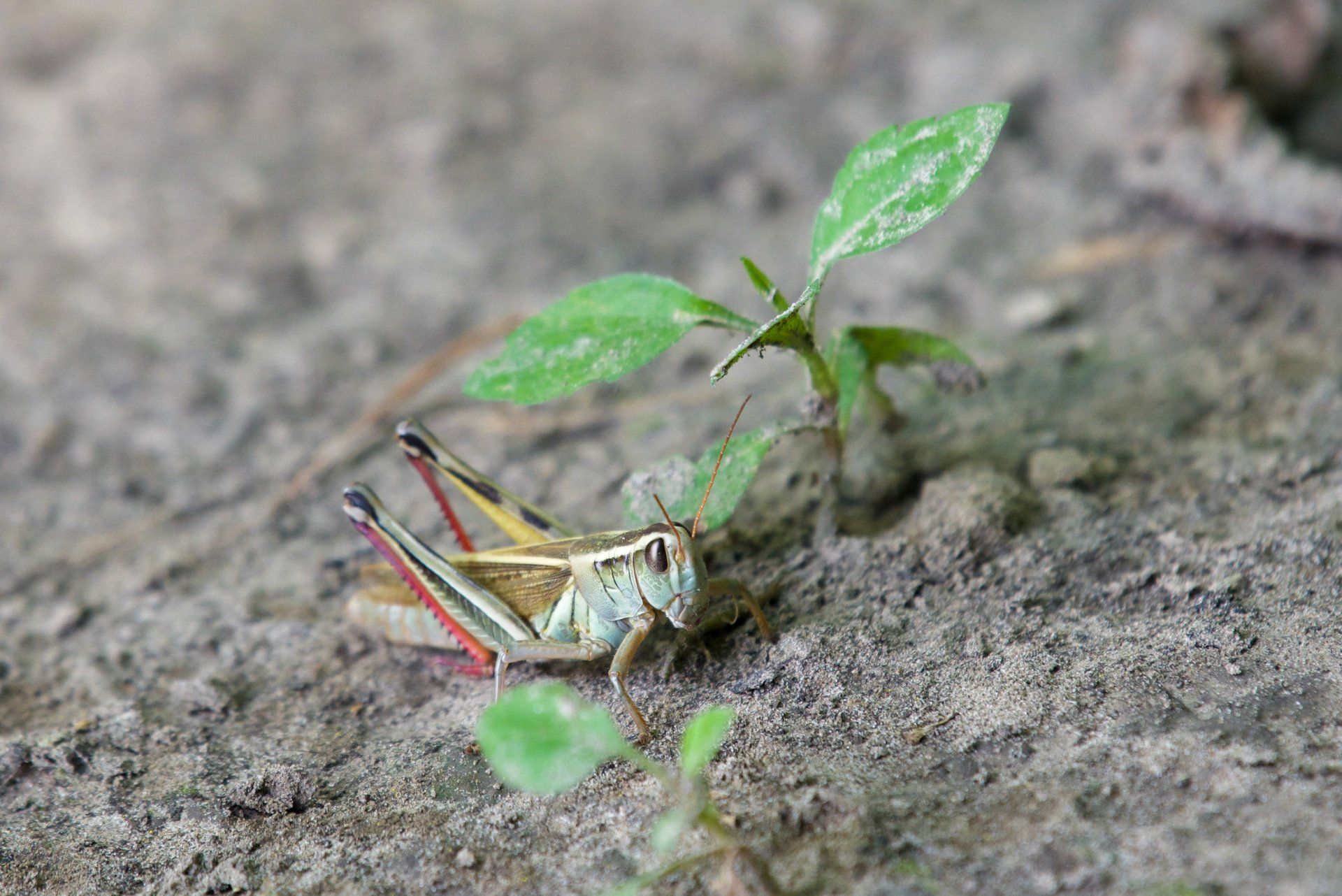 A grasshopper is sitting on the ground next to a small plant.