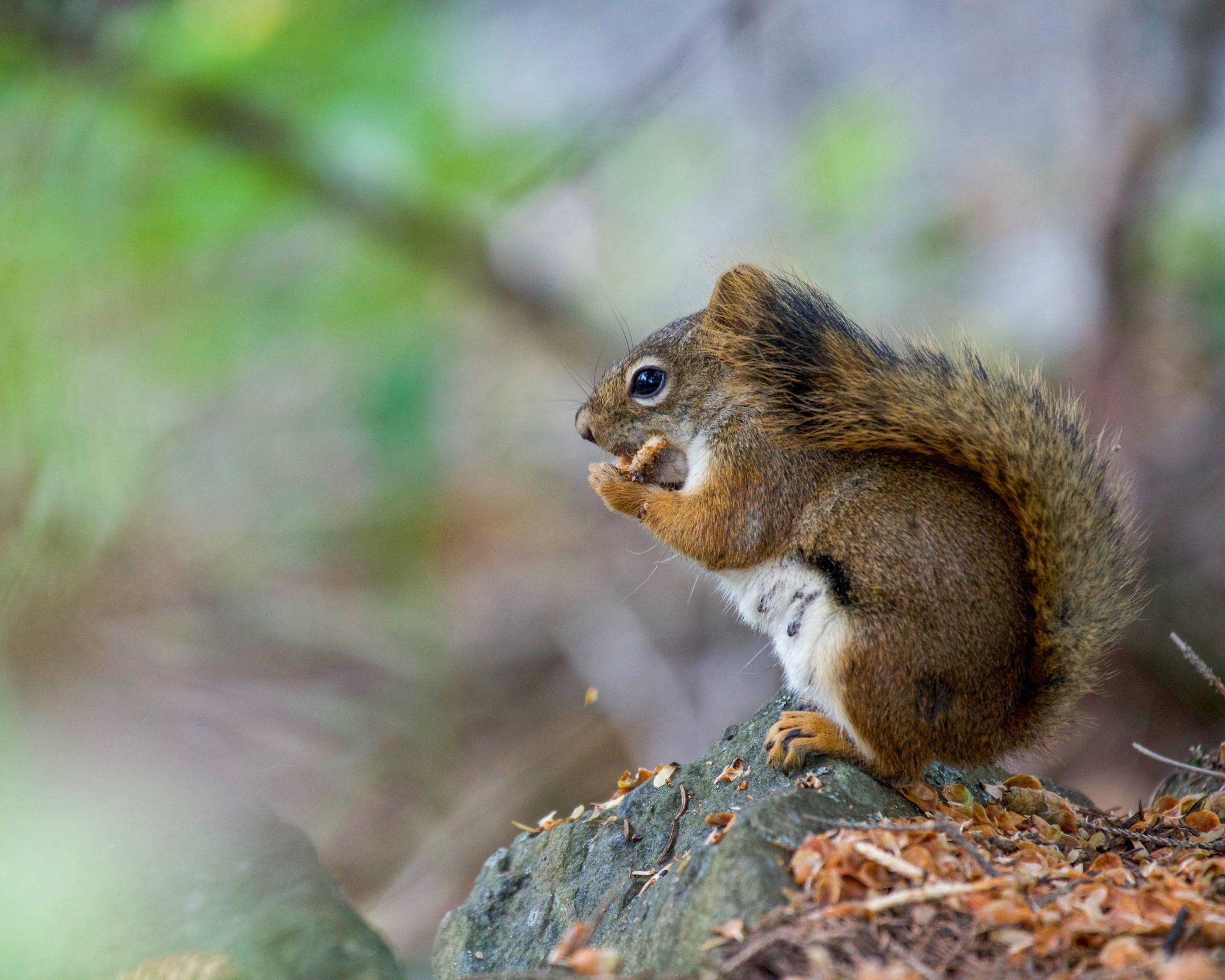 A squirrel is sitting on a rock with a nut in its mouth