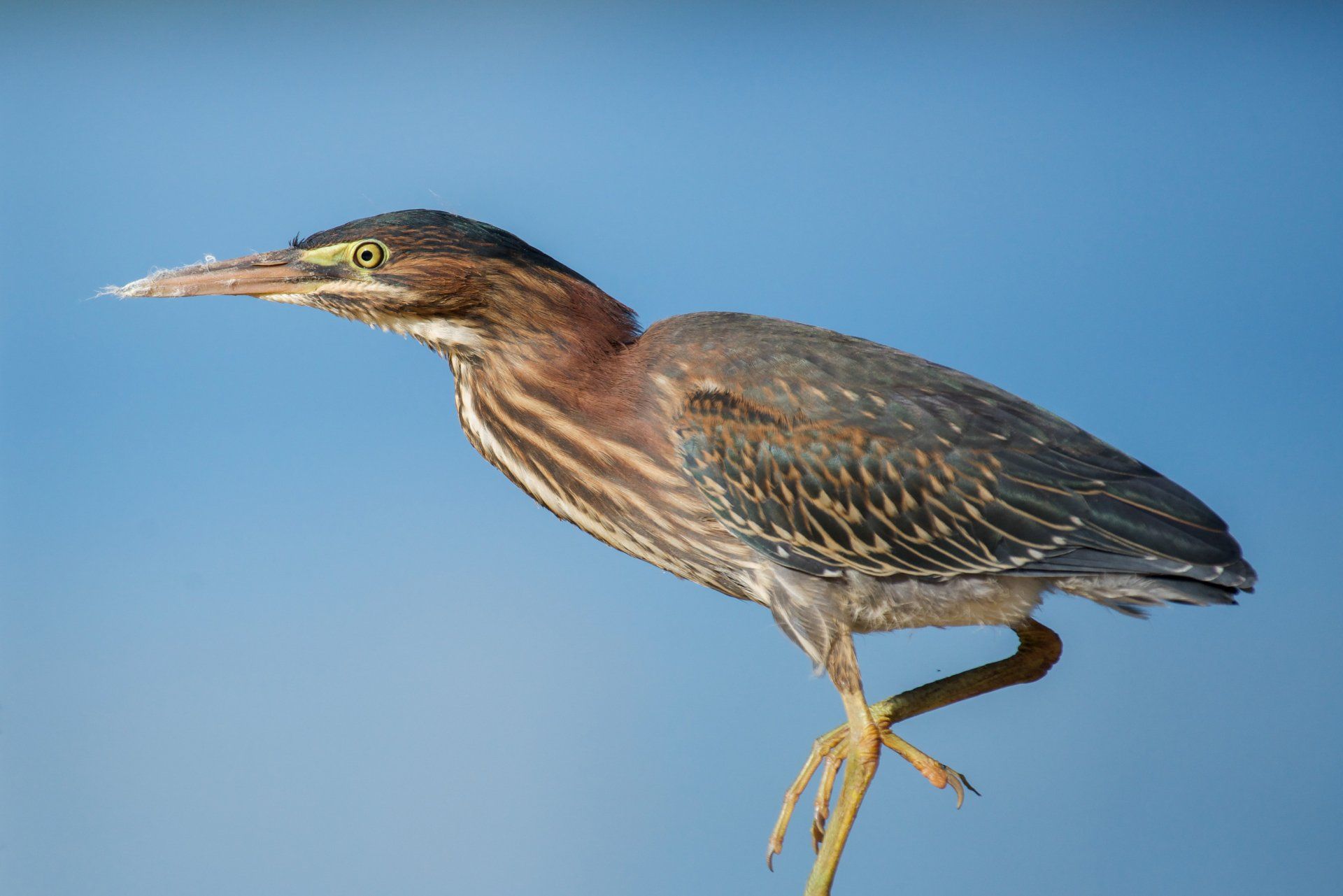 A bird with a long beak is perched on a branch