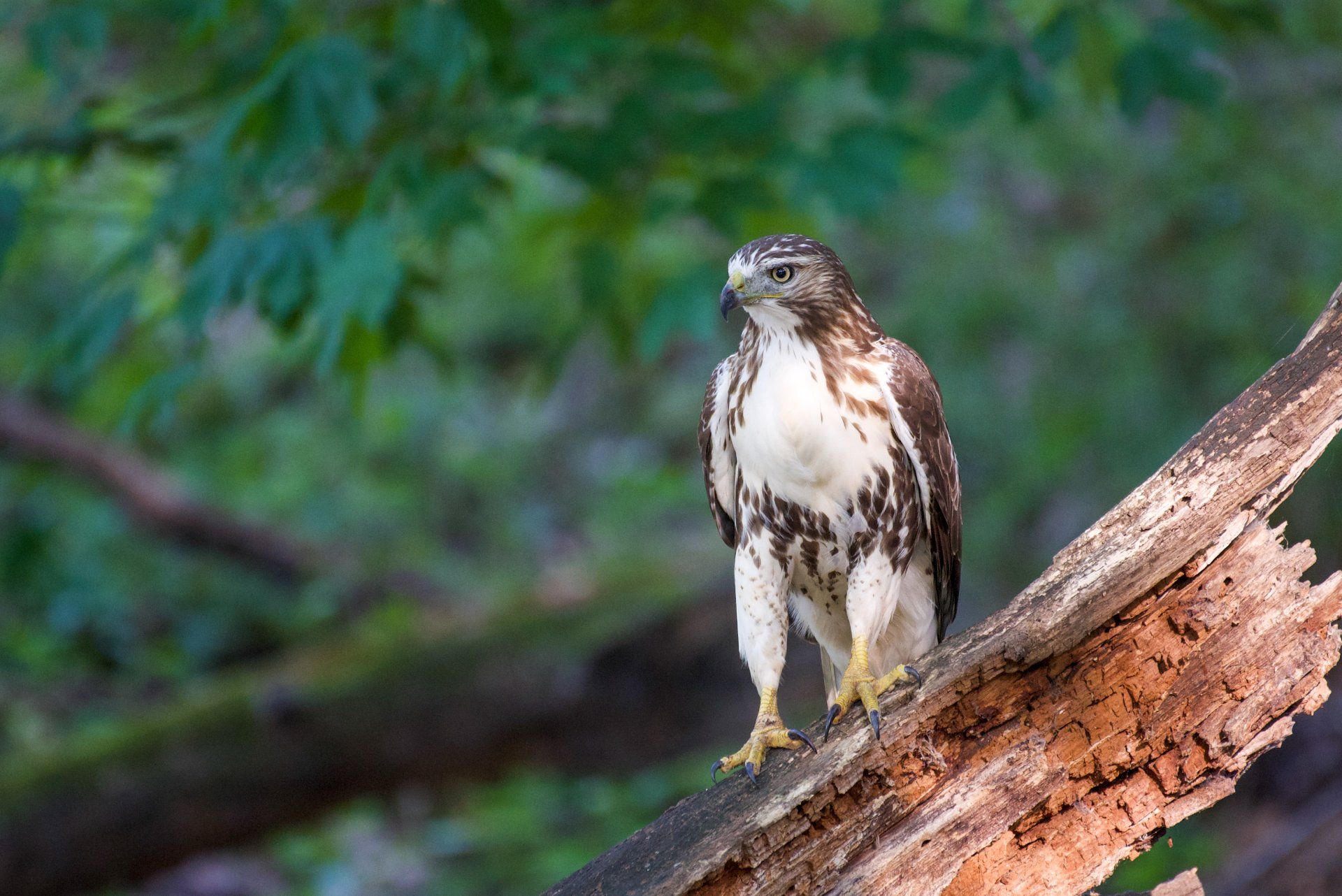 A brown and white bird perched on a tree branch