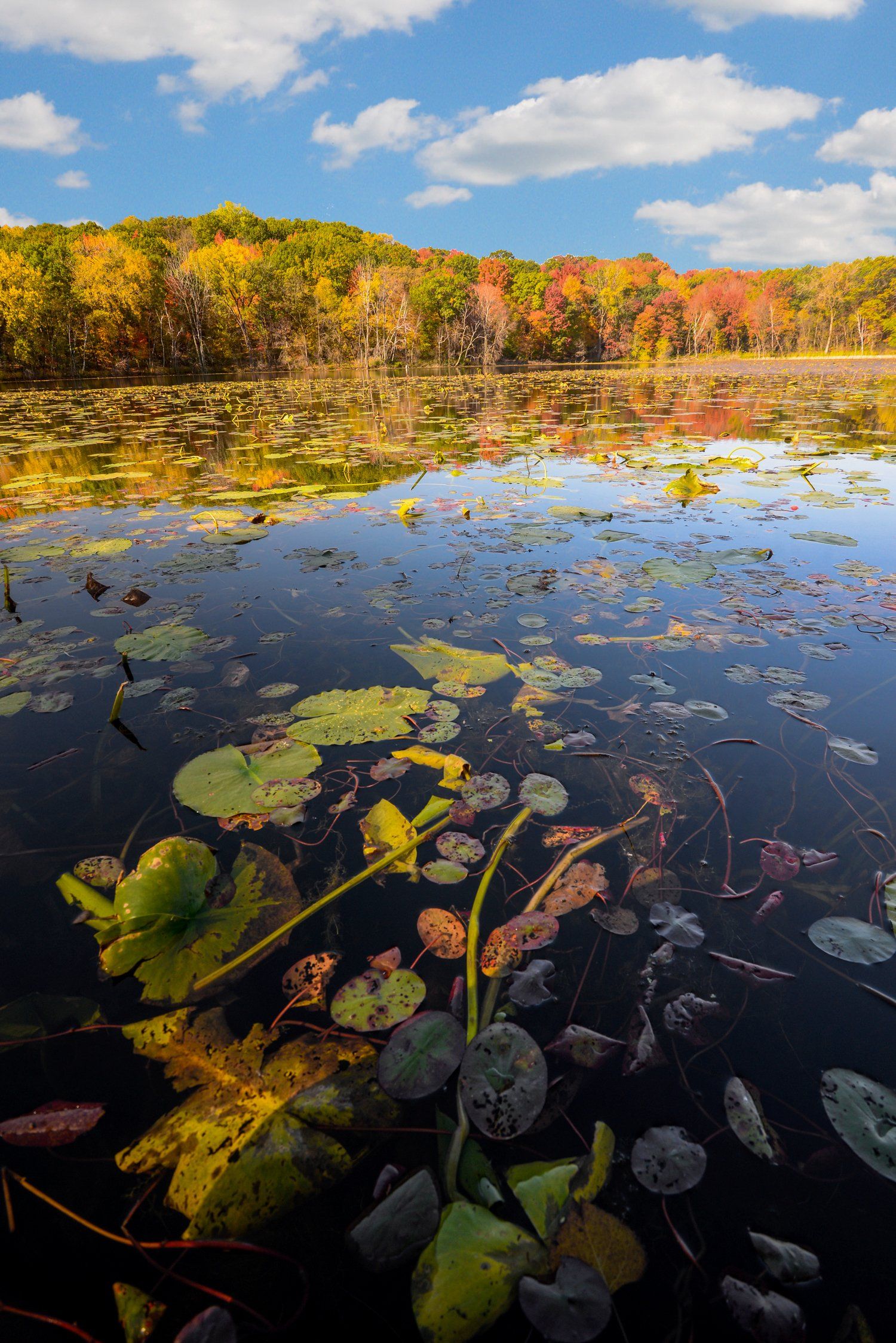 A lake with lily pads and trees in the background