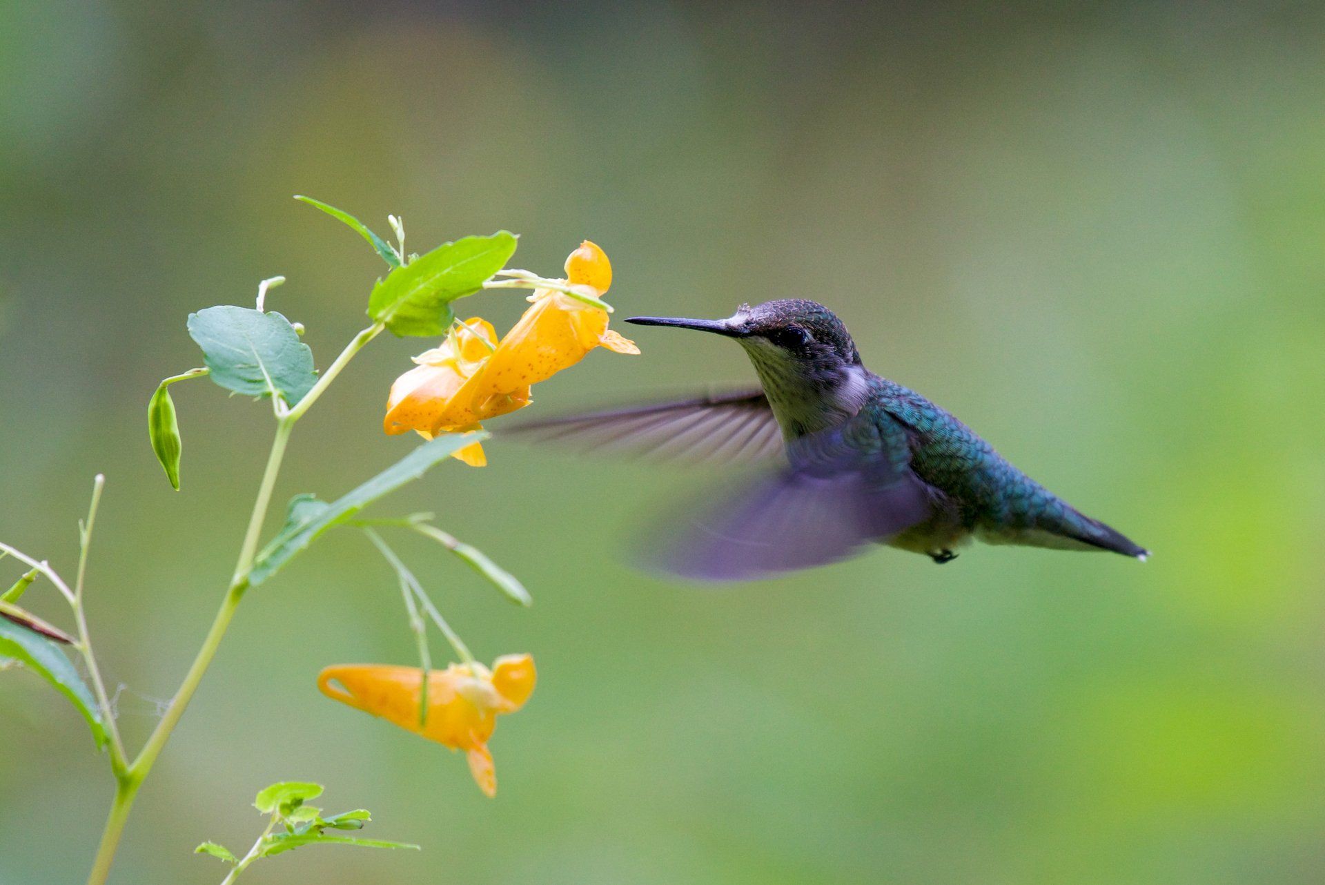 A hummingbird is flying near a yellow flower