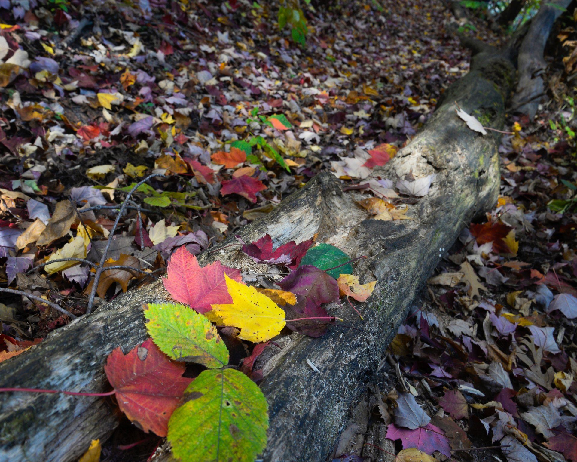 A tree trunk with leaves growing out of it