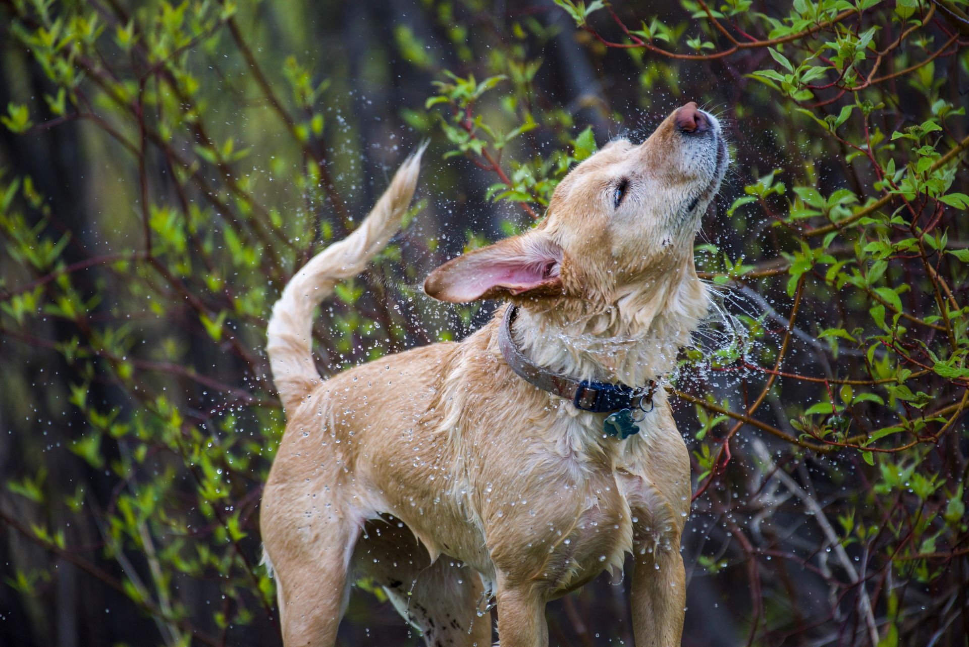 A dog is shaking off water from its fur