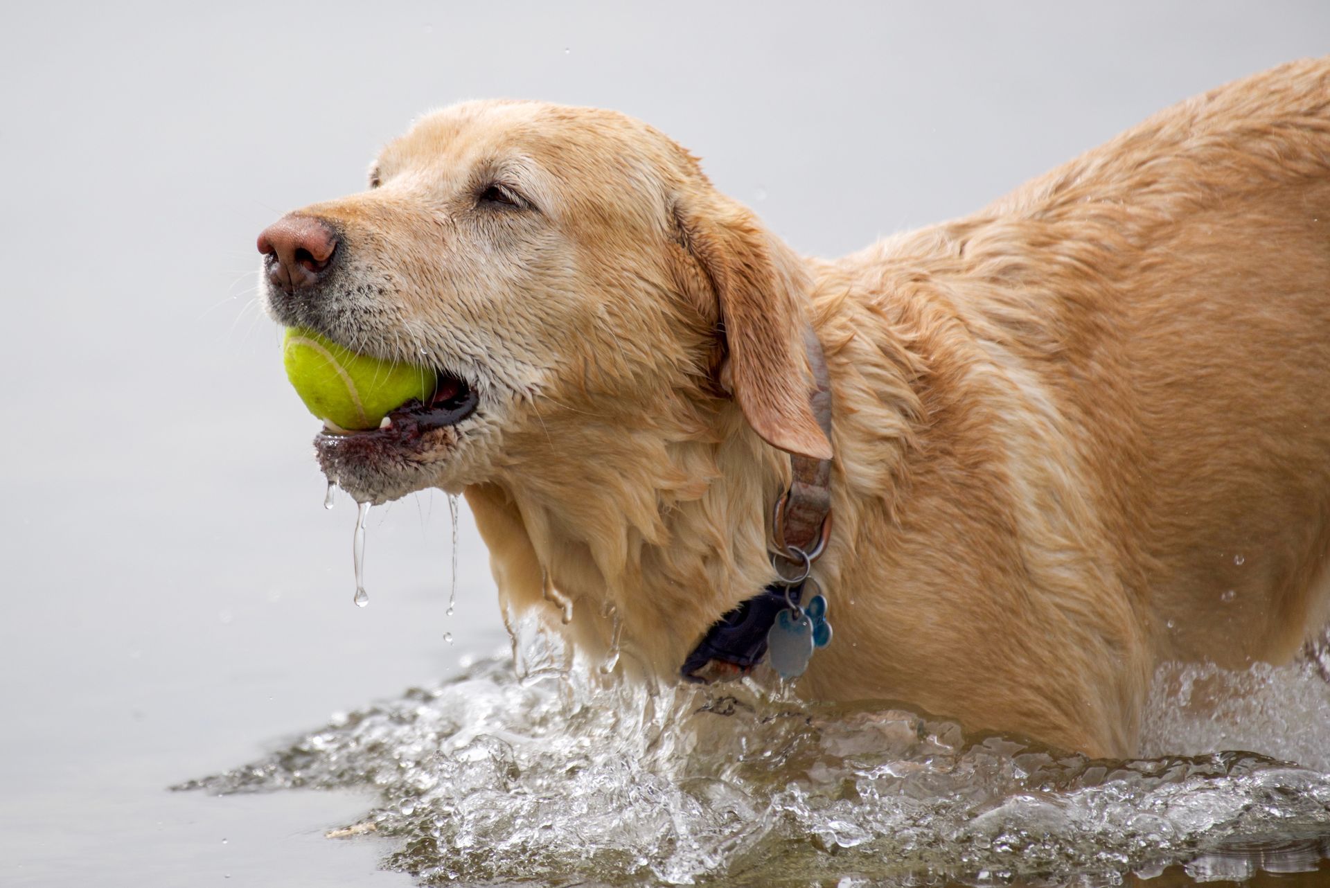 A dog in the water with a tennis ball in its mouth