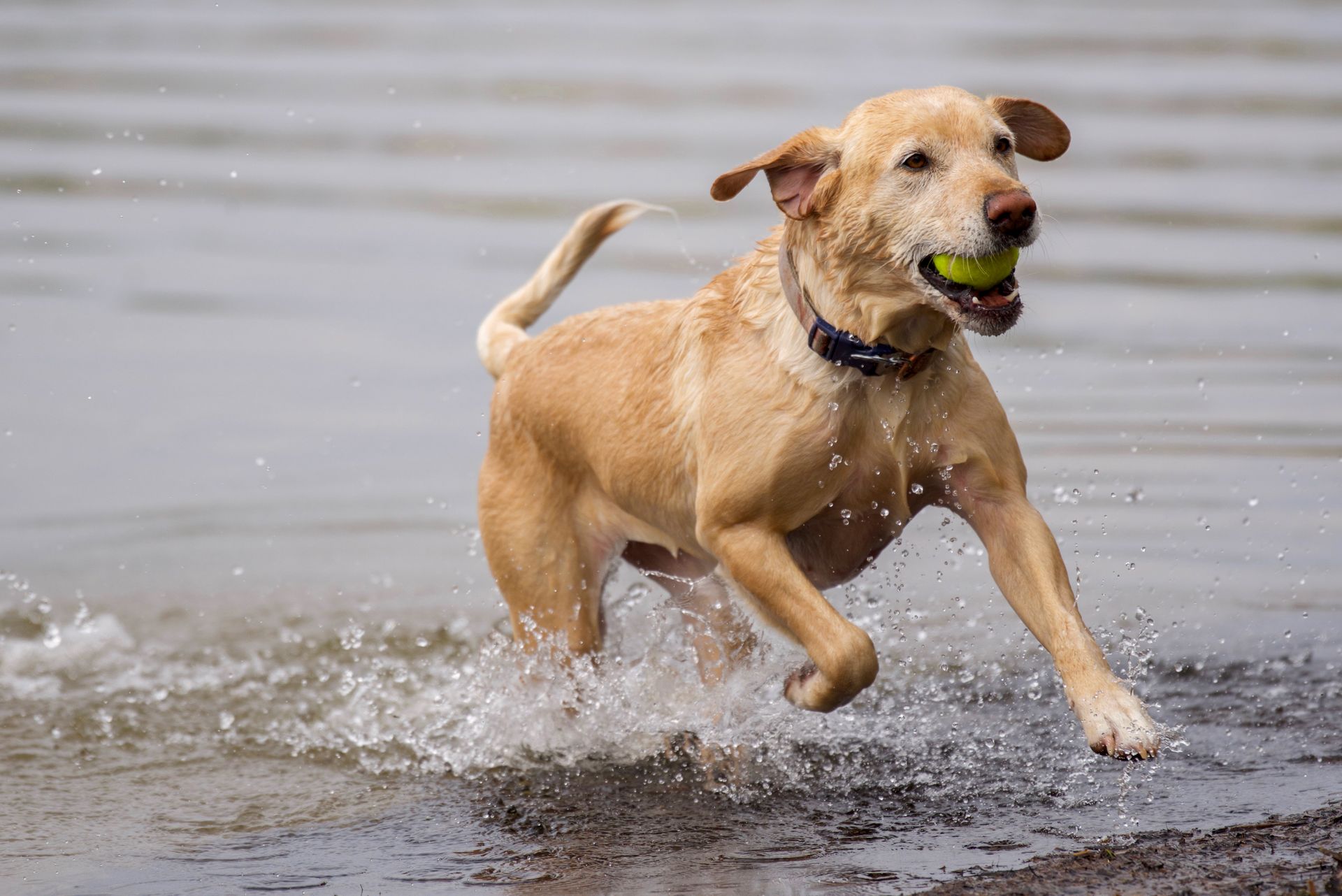 A dog is running in the water with a tennis ball in its mouth