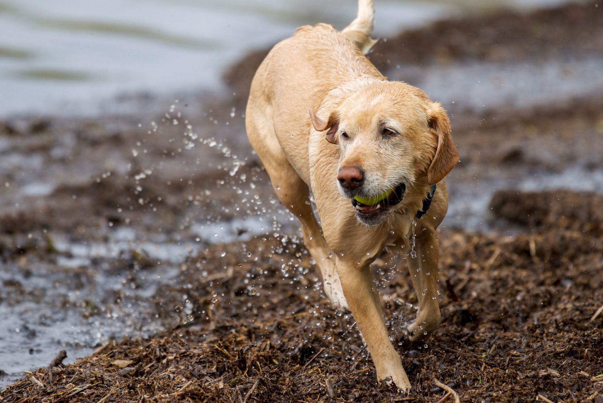 A dog is running in the mud with a tennis ball in its mouth