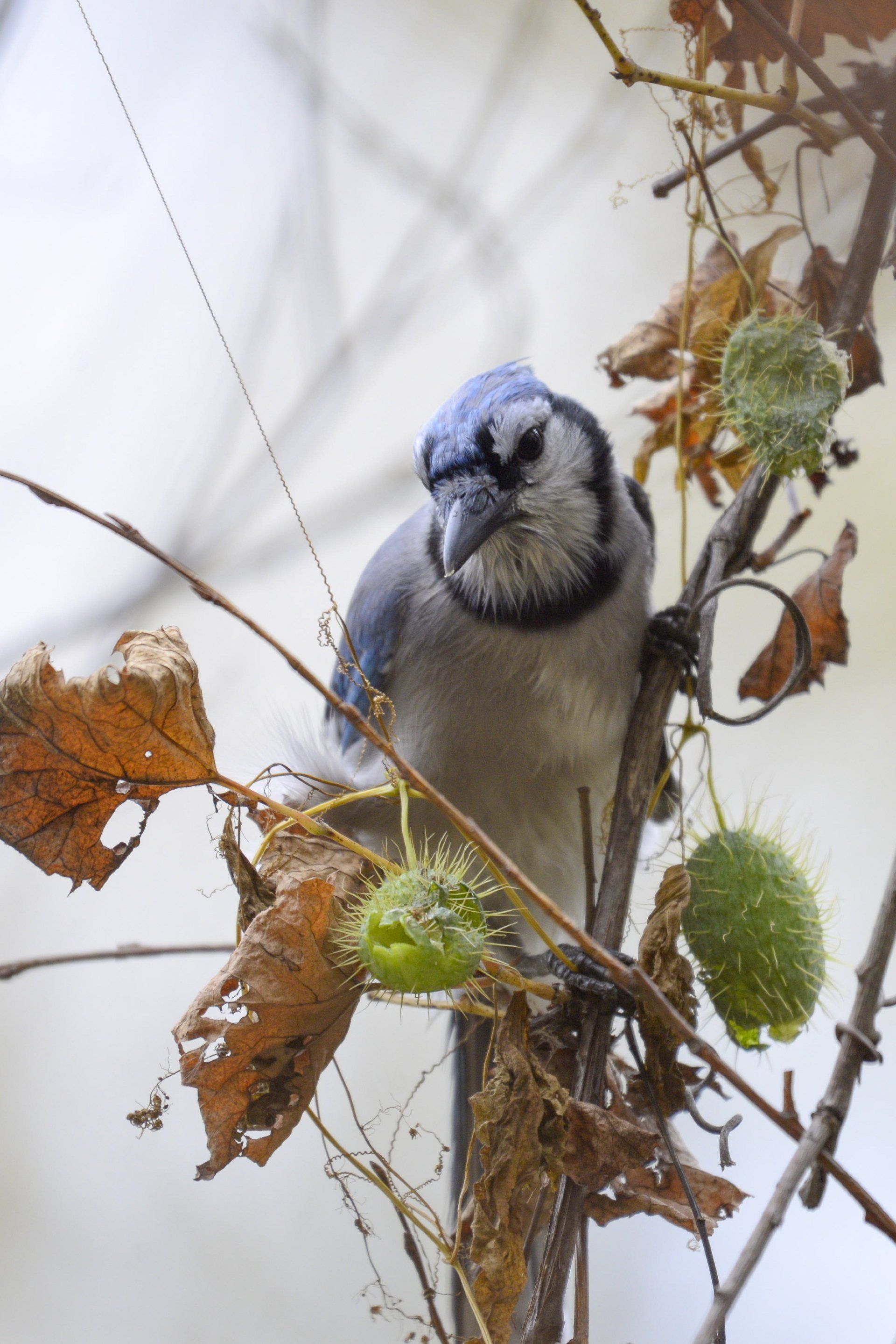 A blue jay perched on a tree branch