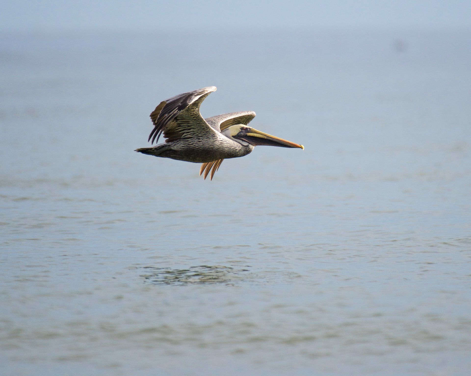 A pelican is flying over a body of water