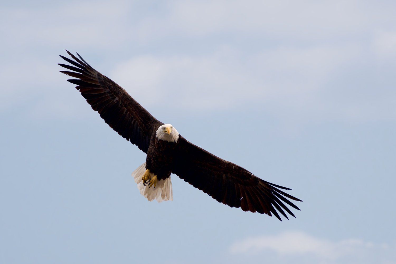 A bald eagle is flying through a blue sky