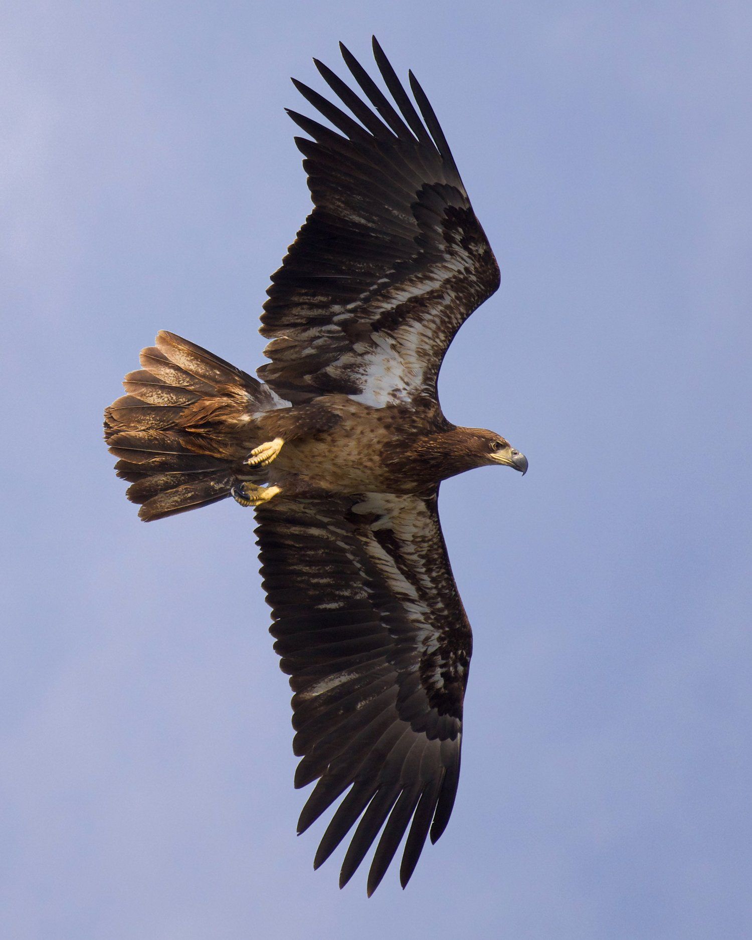 An eagle flies through a blue sky with its wings spread