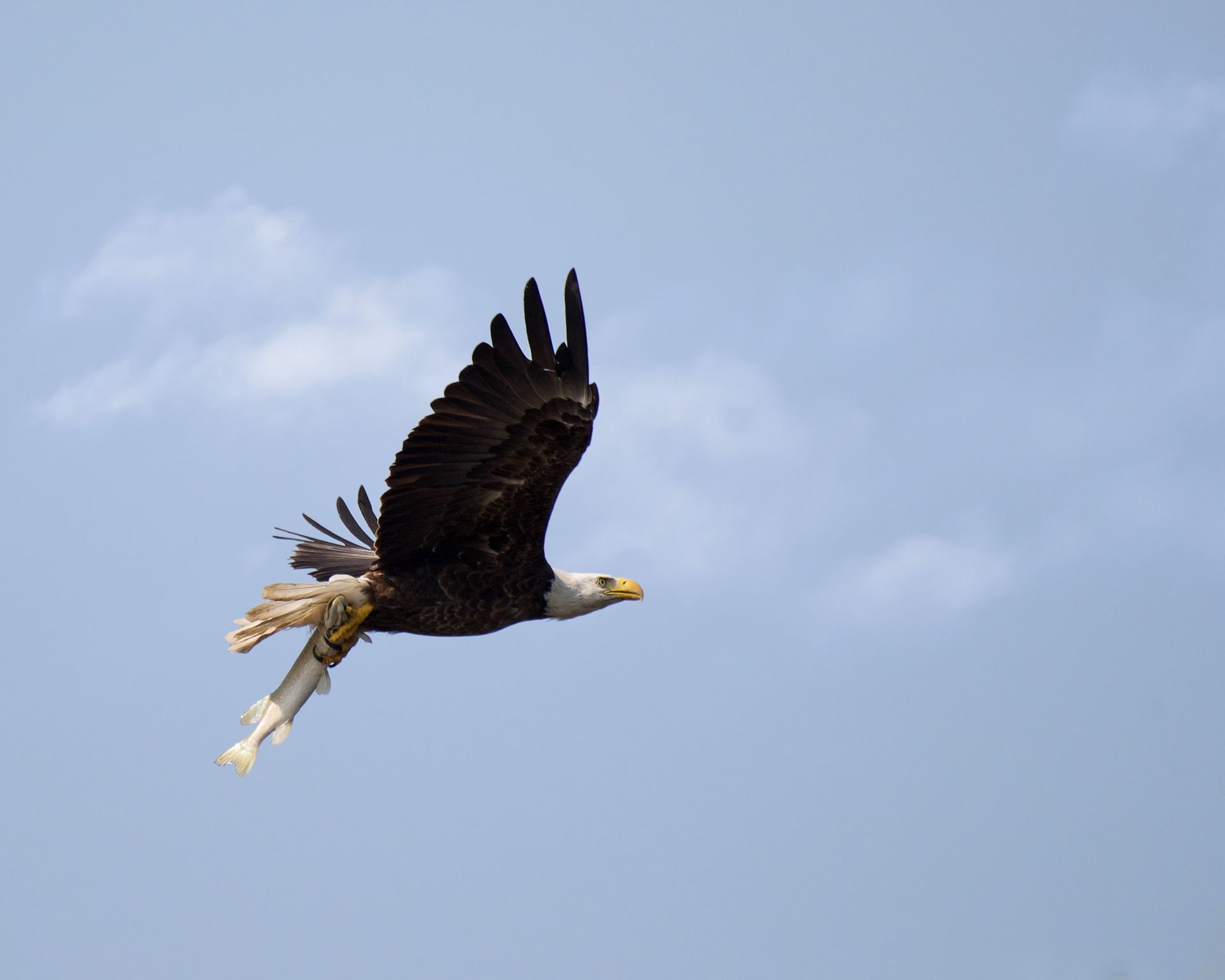 A bald eagle flying with a fish in its talons