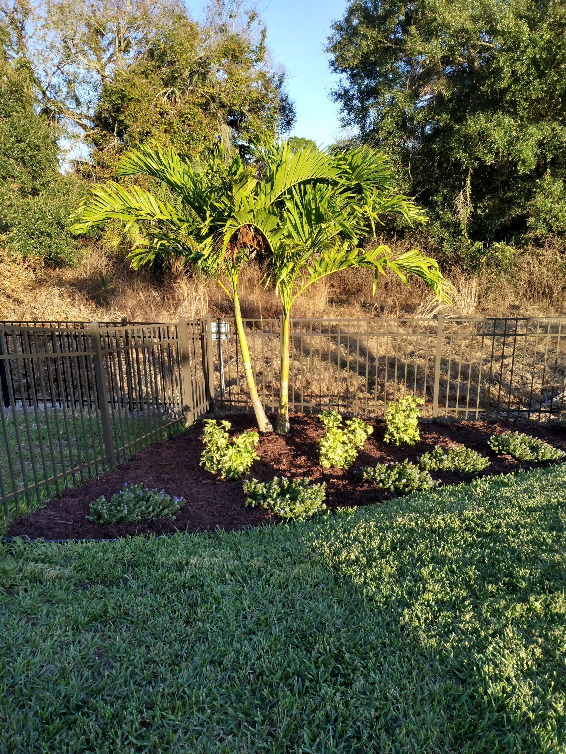 Palm planting Sarasota