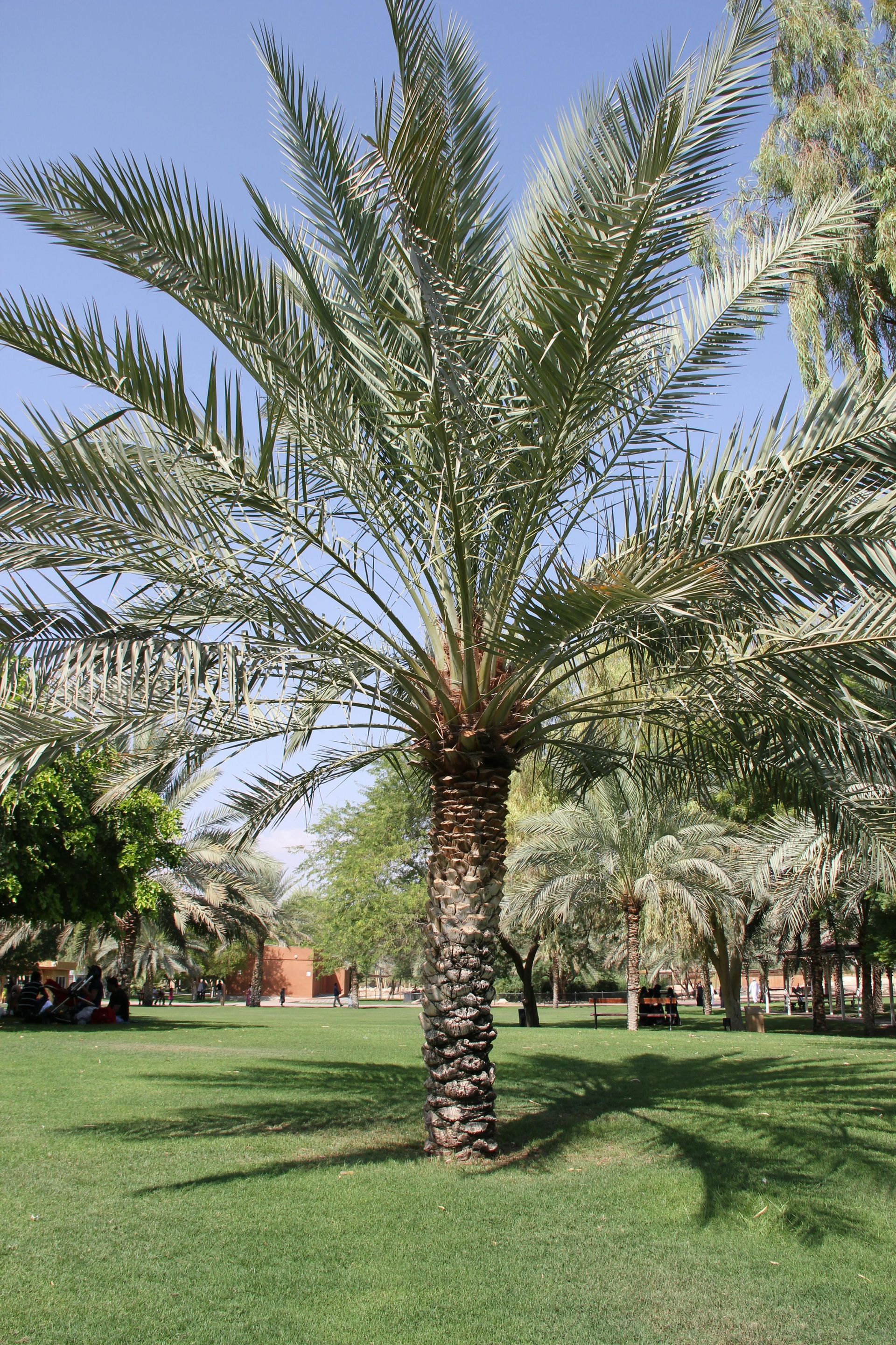 Mature date palm with feathery fronds in landscaped yard