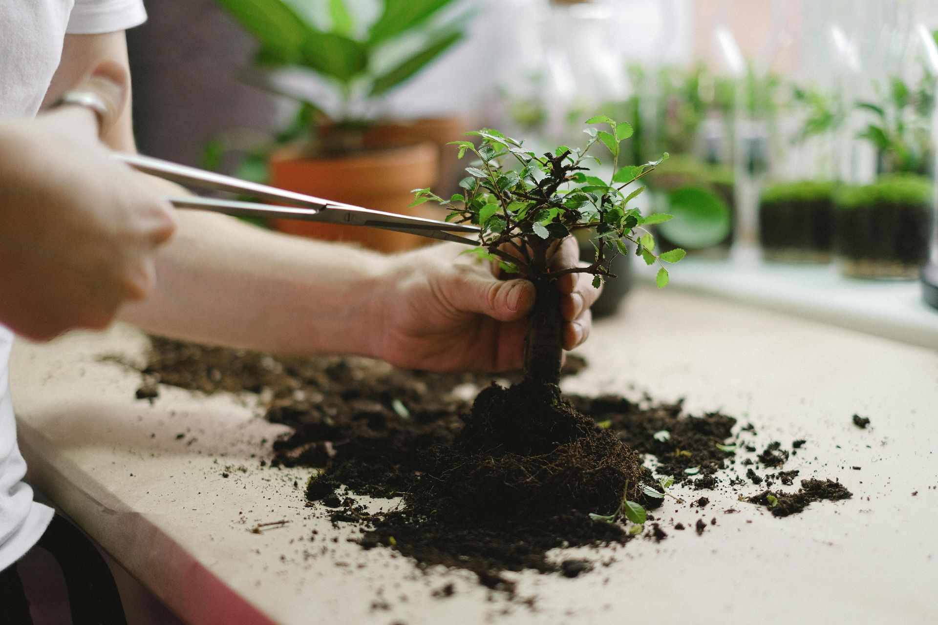 A florist trimming a tree before installing