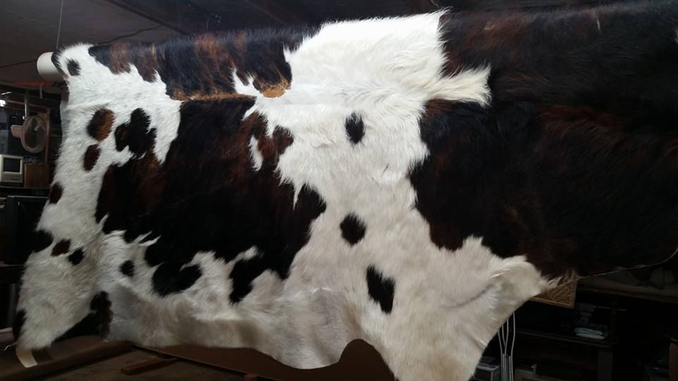 A large brown and white cow hide is sitting on a table.