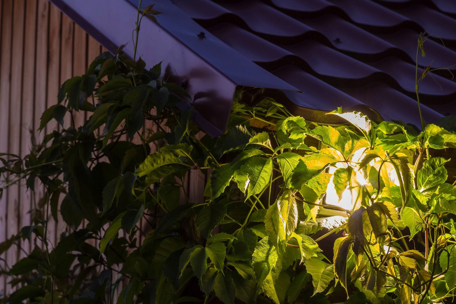 A plant is growing on the side of a building next to a roof.