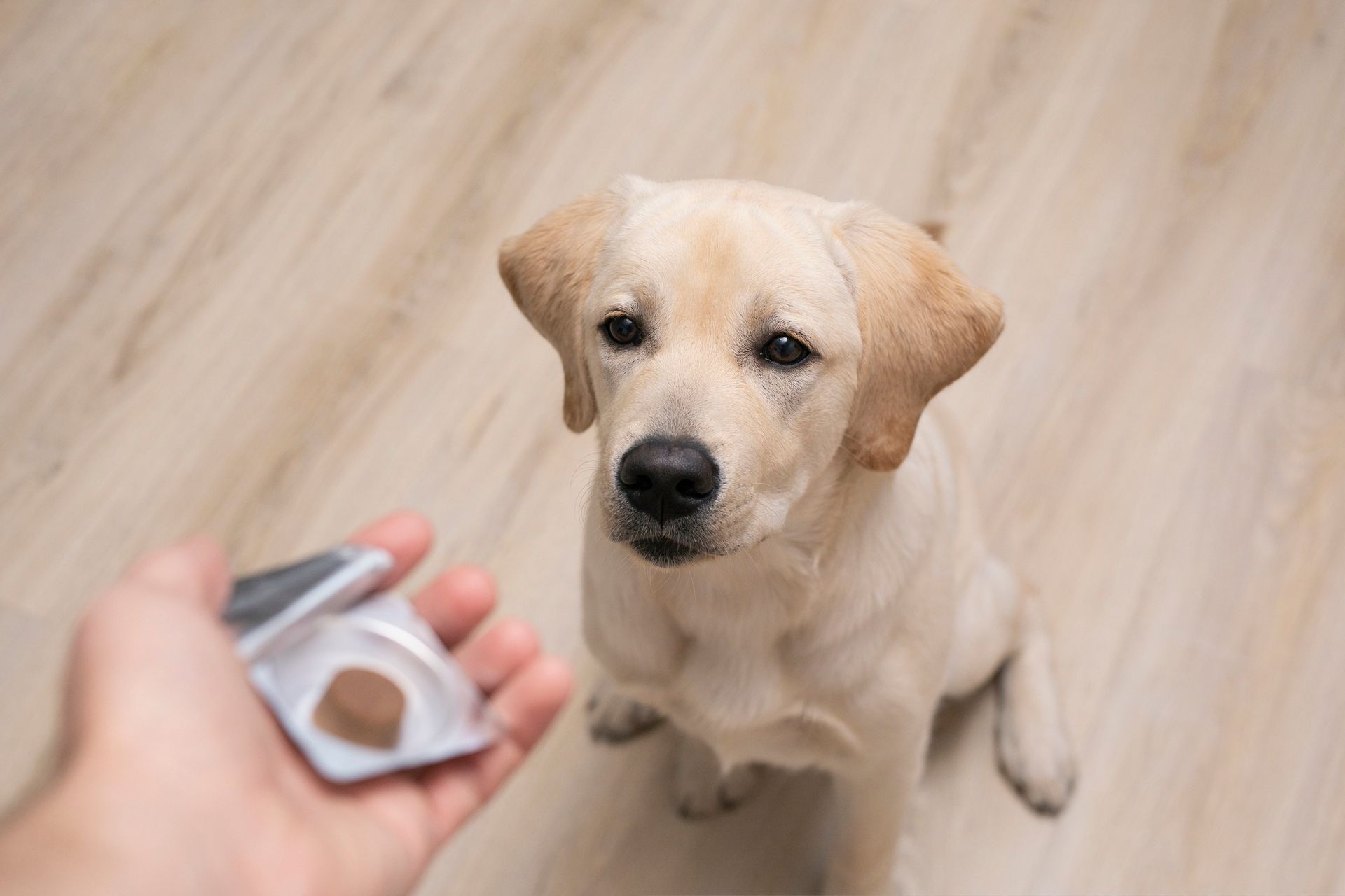 prodotti veterinari