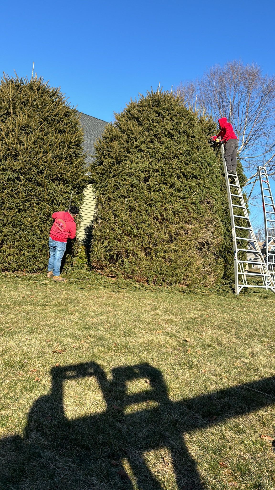 Three people trimming large bushes on a sunny day; one on a ladder.