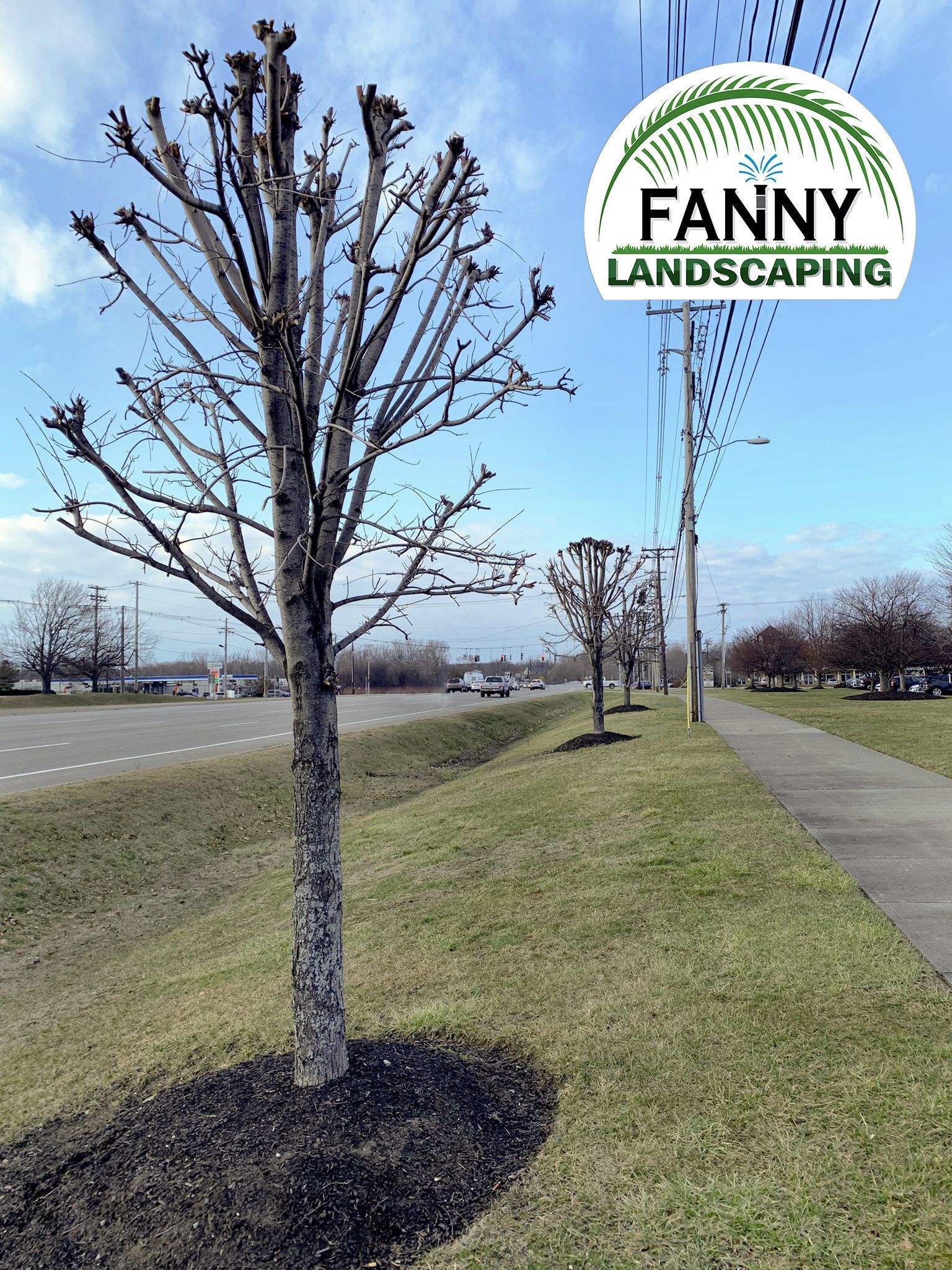 A bare tree with a pruned top along a roadside, next to a grassy area and sidewalk, with a Fanny Landscaping logo.