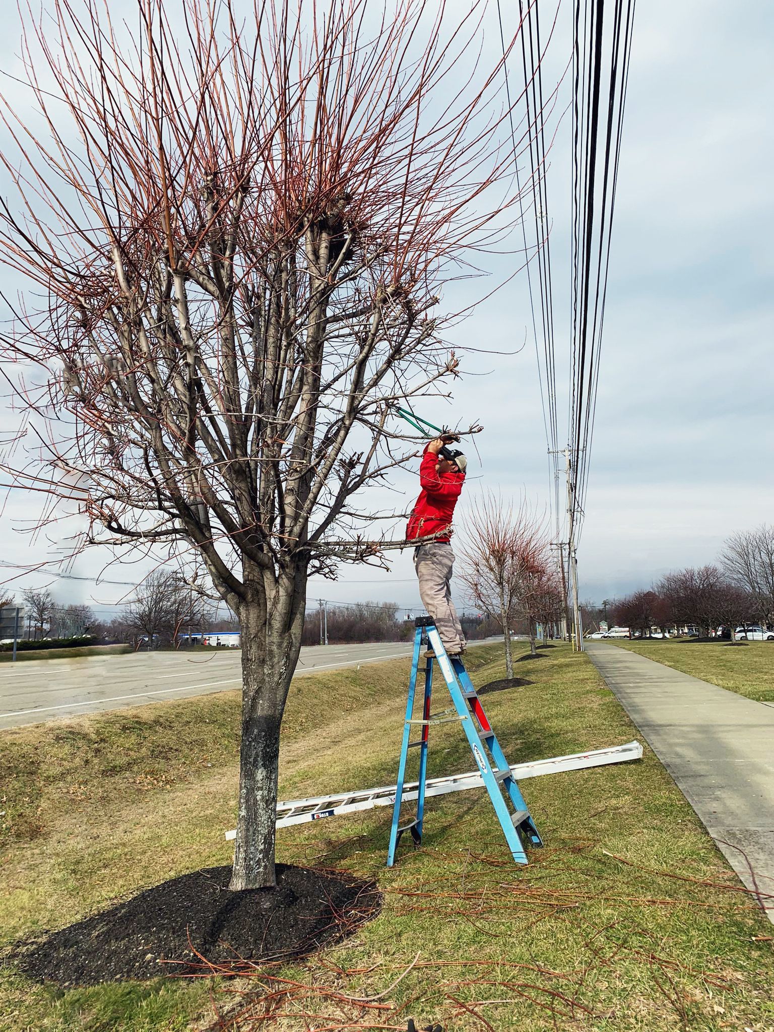 Person in red jacket prunes a tree on a ladder by a sidewalk, next to a grassy strip, and a parking lot.