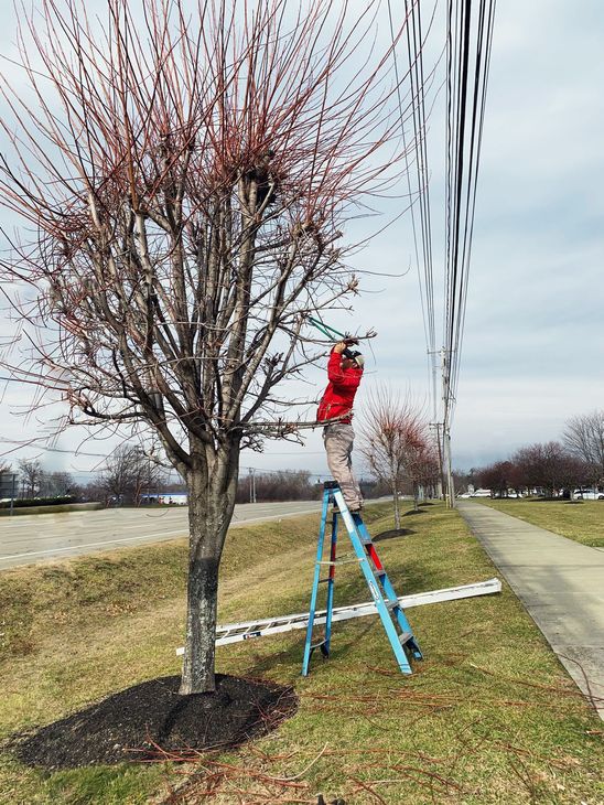 Person in red jacket prunes a tree on a ladder by a sidewalk, next to a grassy strip, and a parking lot.